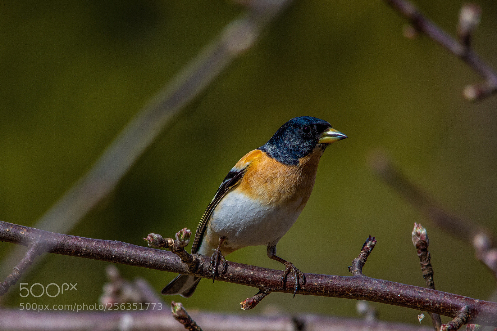 Nikon D7200 sample photo. Brambling photography