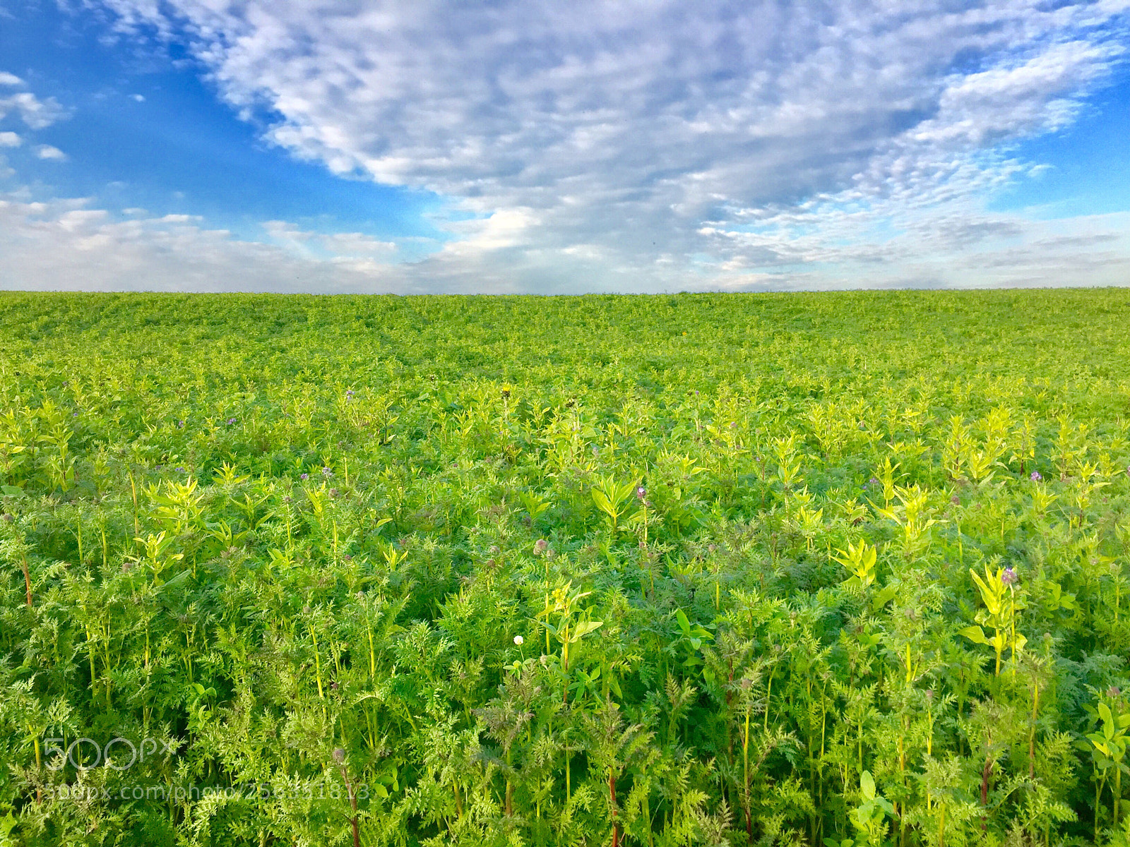 Apple iPhone 6 sample photo. Wide land all around  photography