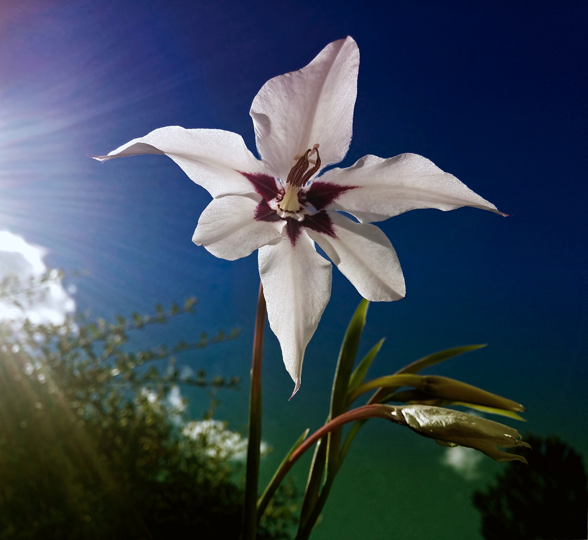 LG G3 sample photo. Flower in the sun .... photography