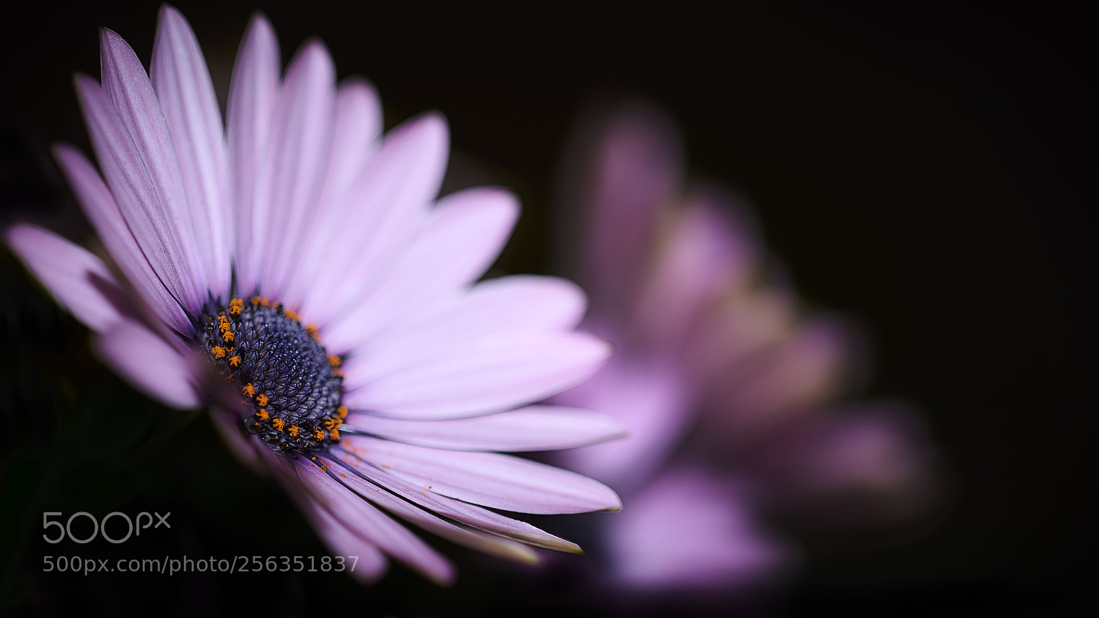 Nikon D850 sample photo. Sharing the light photography