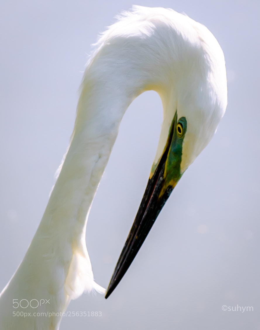 Nikon D40 sample photo. White photography