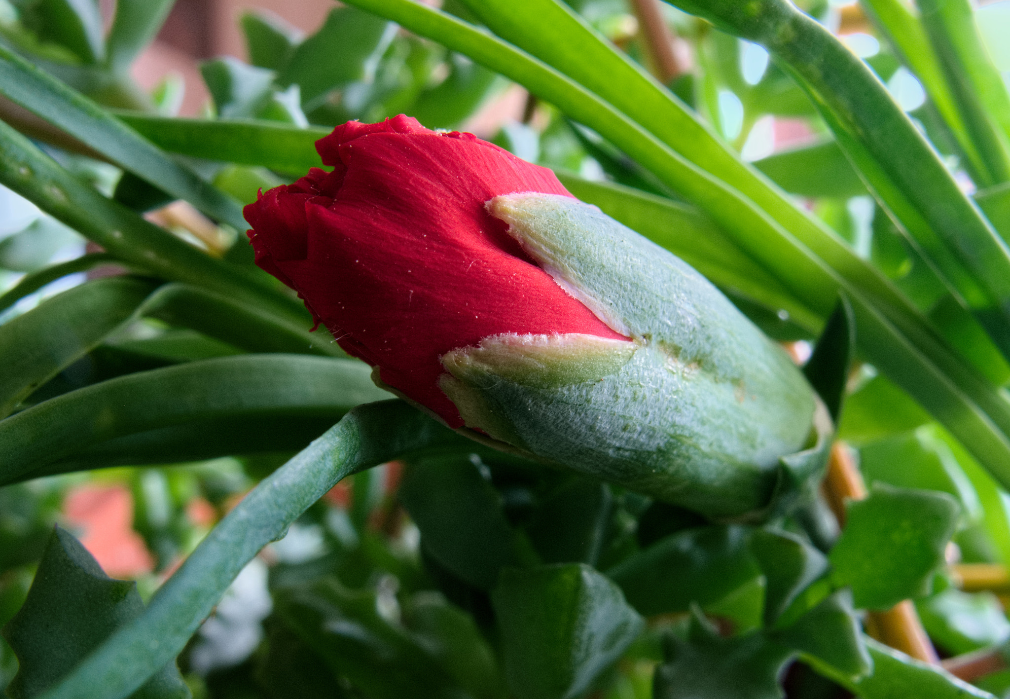 Canon PowerShot G10 sample photo. ...dianthus caryophyllus bud photography