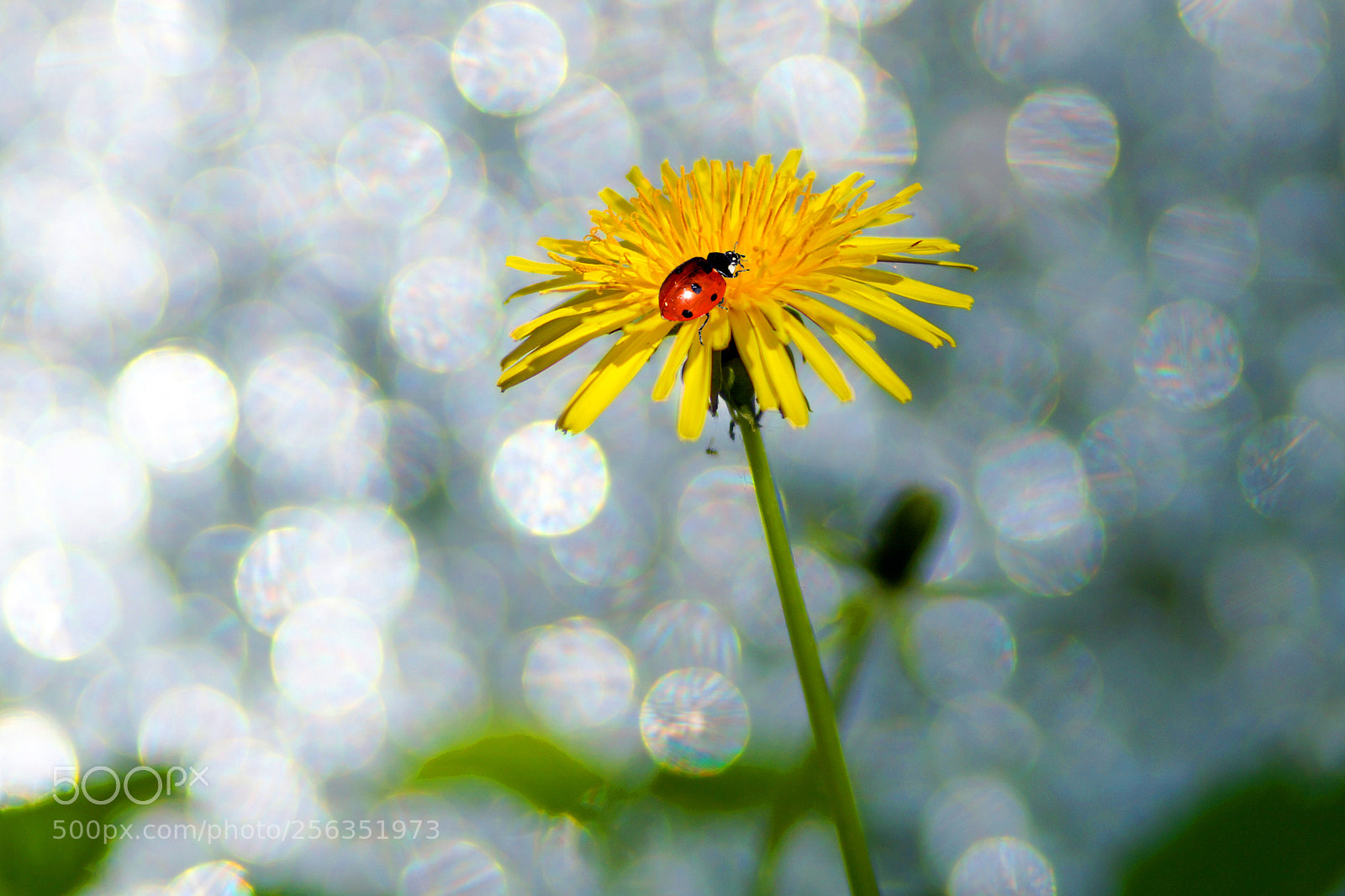 Sony Alpha NEX-7 sample photo. Marienk fer auf einer photography