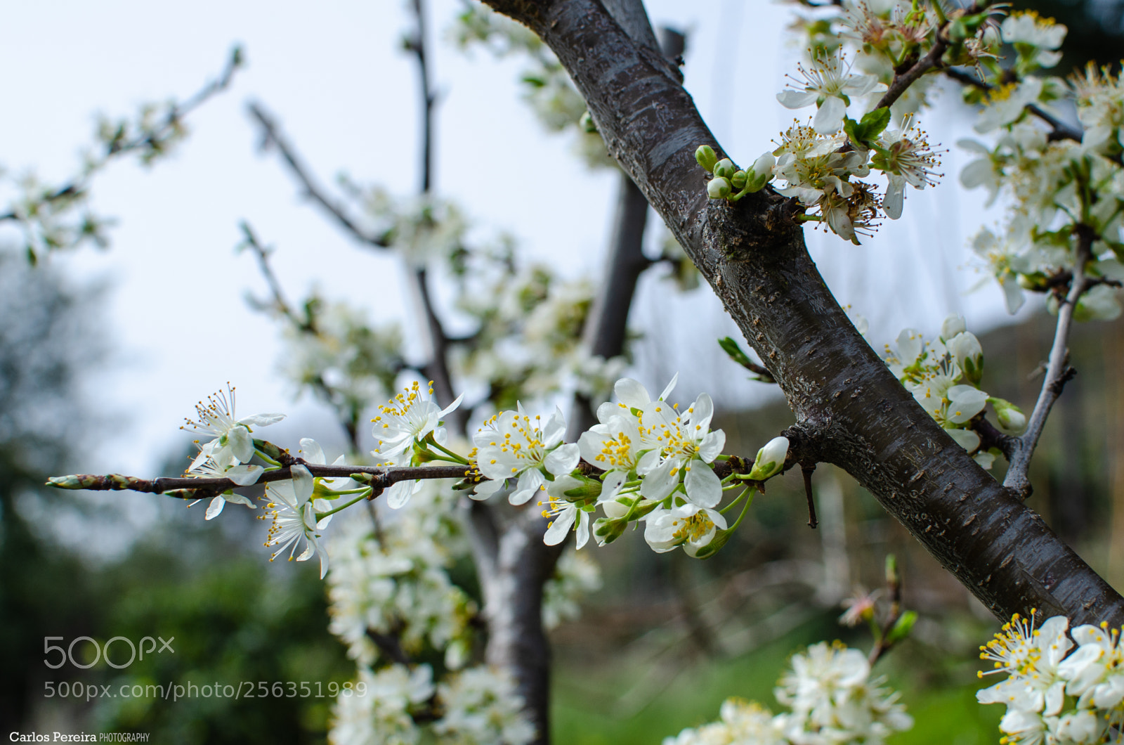 Nikon D7000 sample photo. Flowering photography