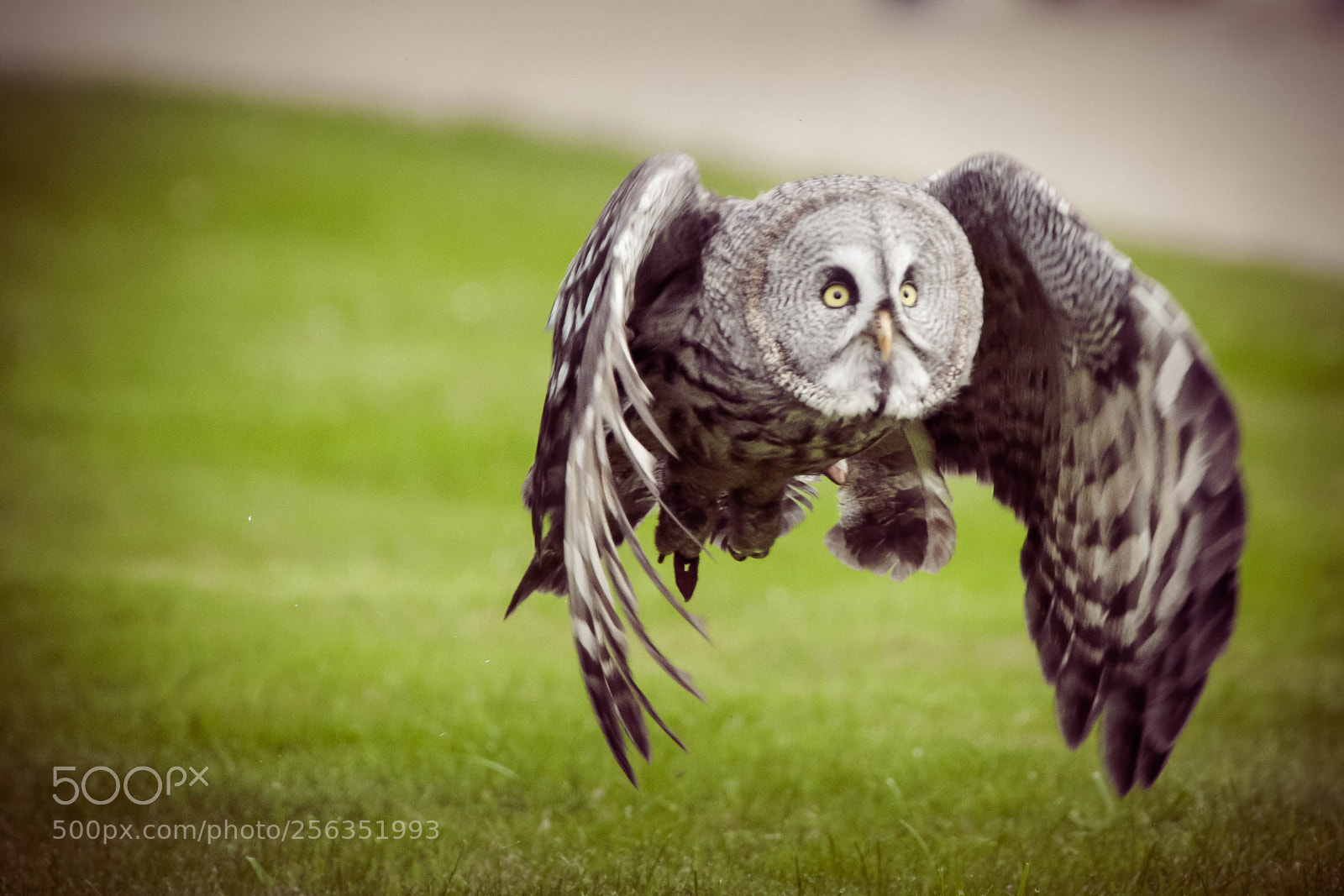 Canon EOS 70D sample photo. The owl photography