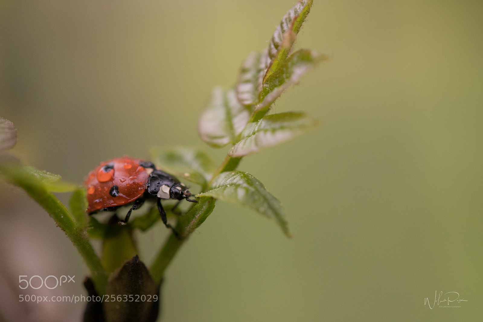 Nikon D500 sample photo. Another ladybug photography