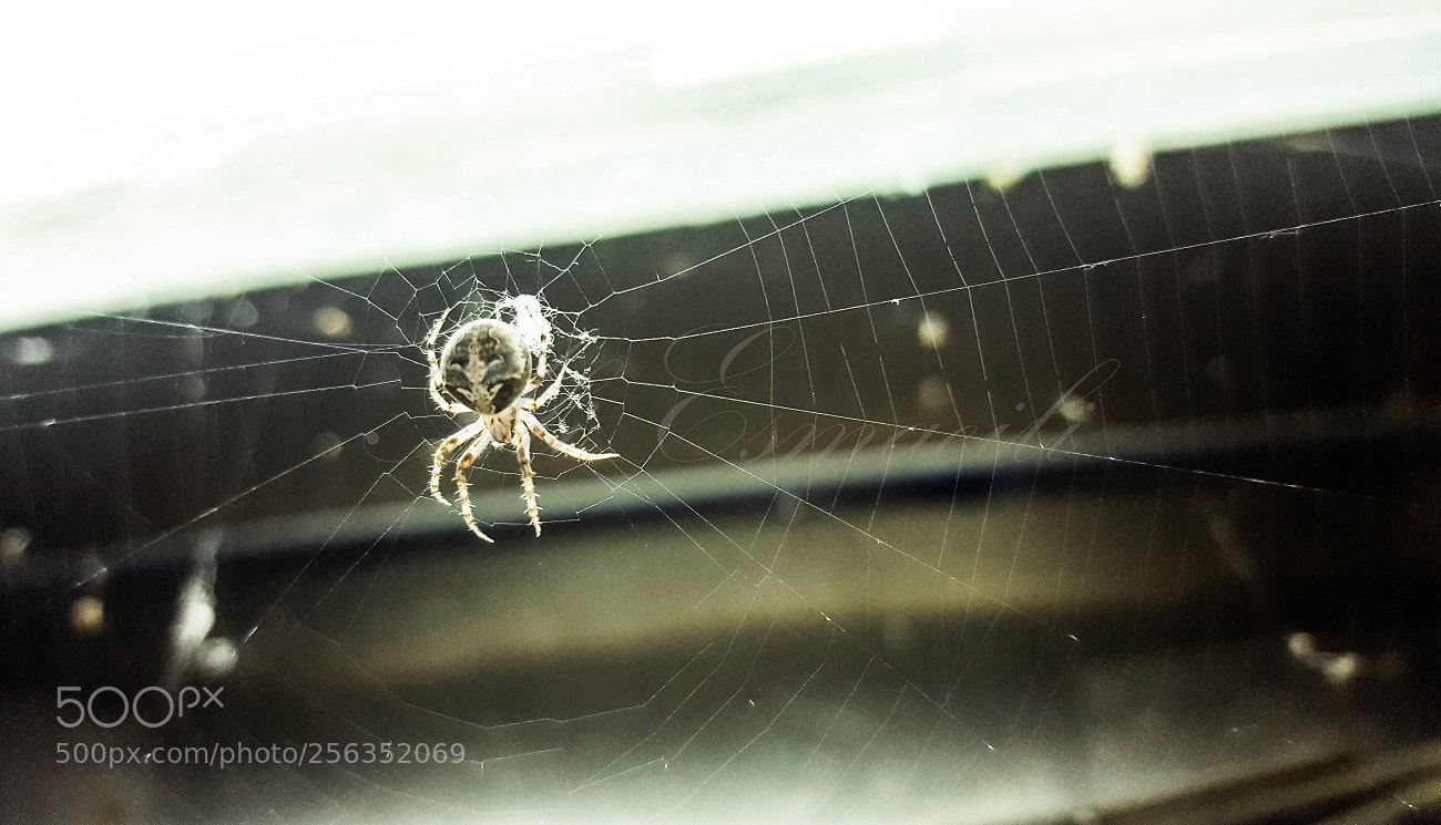 Samsung Galaxy S6 sample photo. Spider with tattoo photography