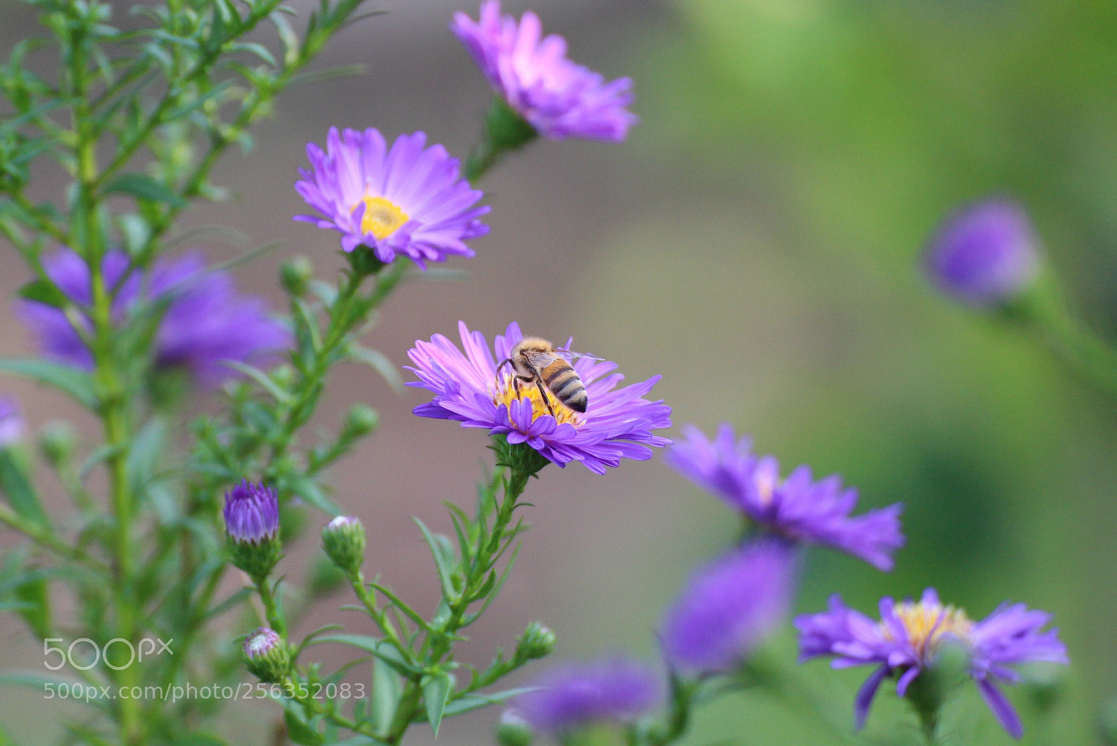 Canon EOS 700D (EOS Rebel T5i / EOS Kiss X7i) sample photo. Summer feeling photography