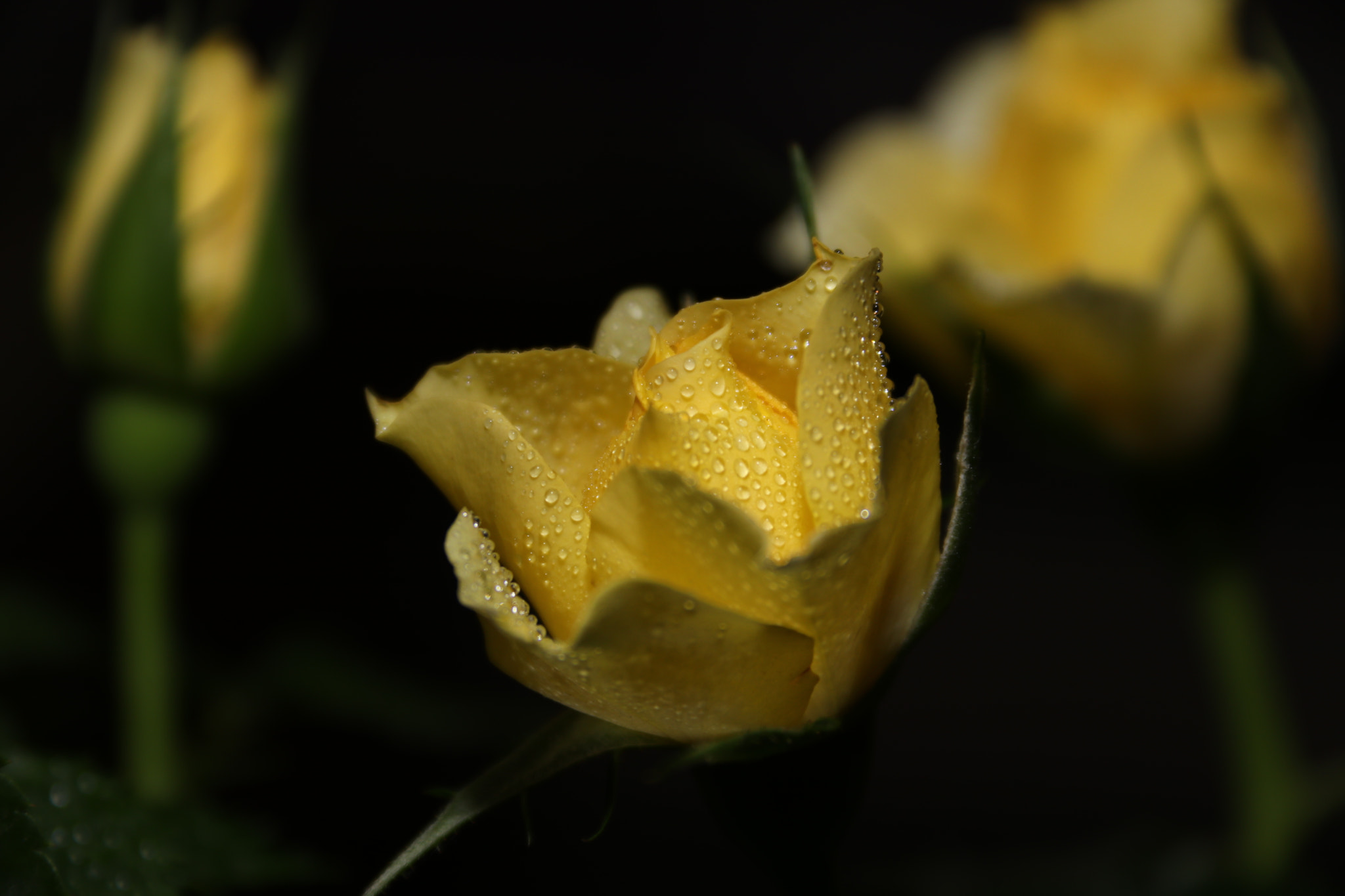 Canon EF-S 18-200mm F3.5-5.6 IS sample photo. 黄玫瑰 photography