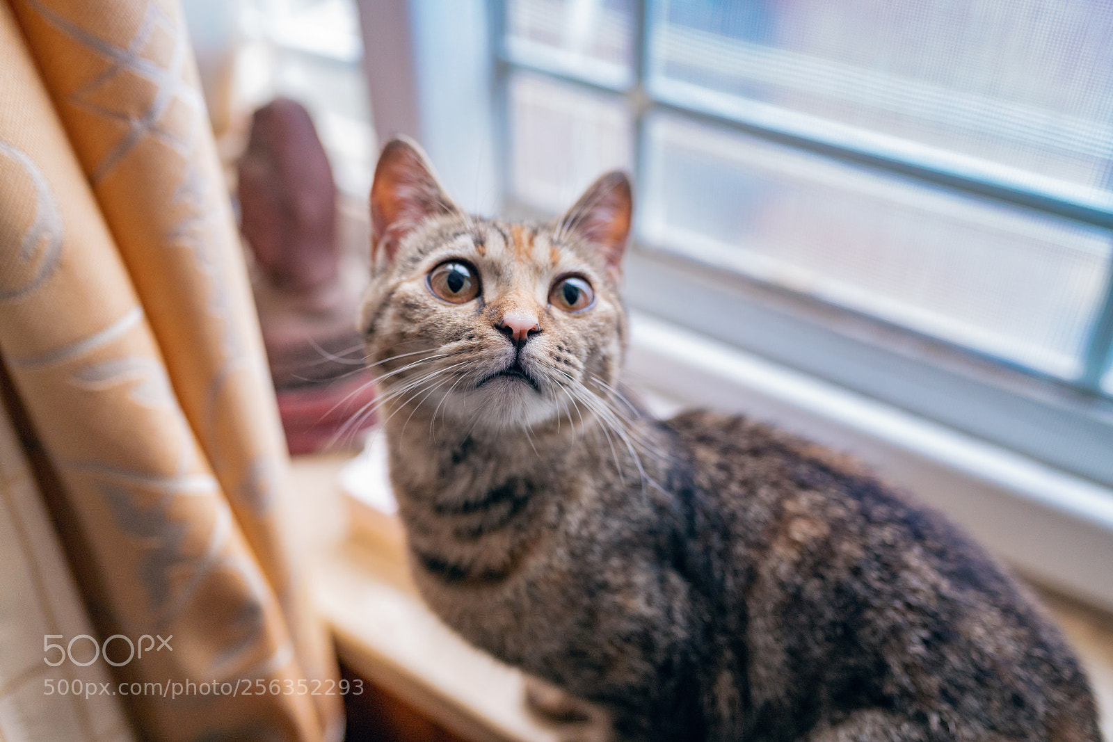 Sony a7R II sample photo. Miss amber photography