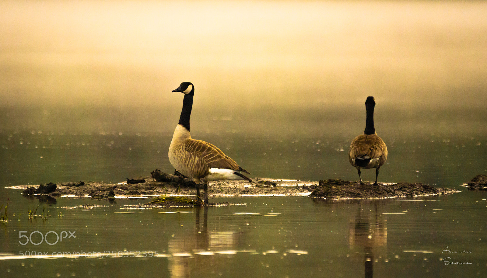 Sony a6000 sample photo. Canadian geese photography
