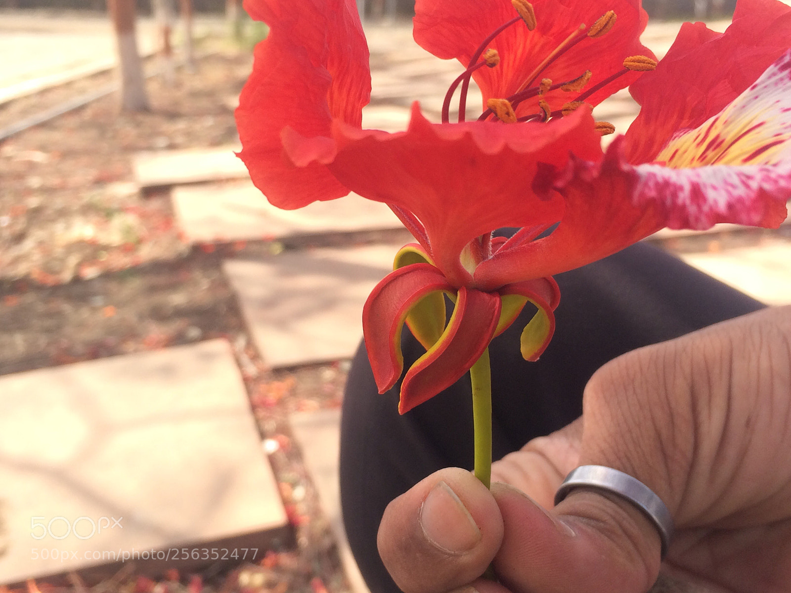 Apple iPhone 5s sample photo. Untitled photography