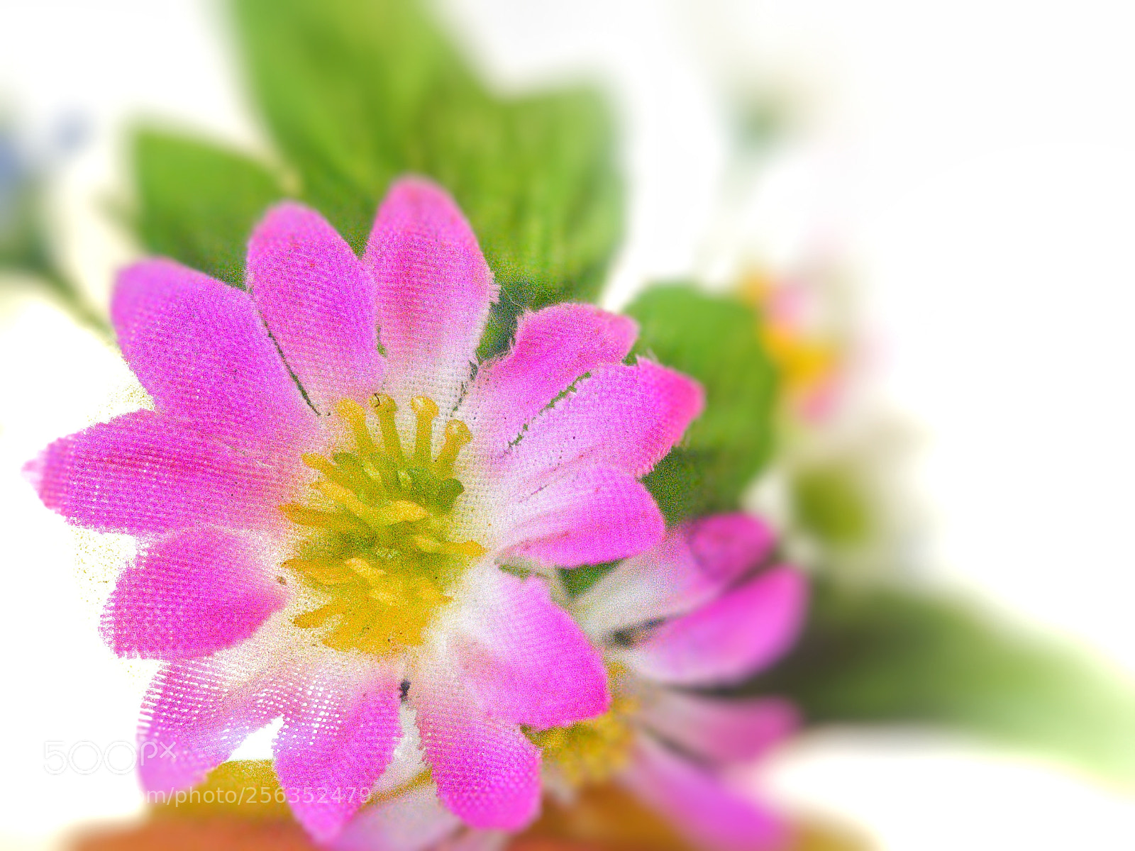 Samsung Galaxy S8+ sample photo. Spring_blossoms photography