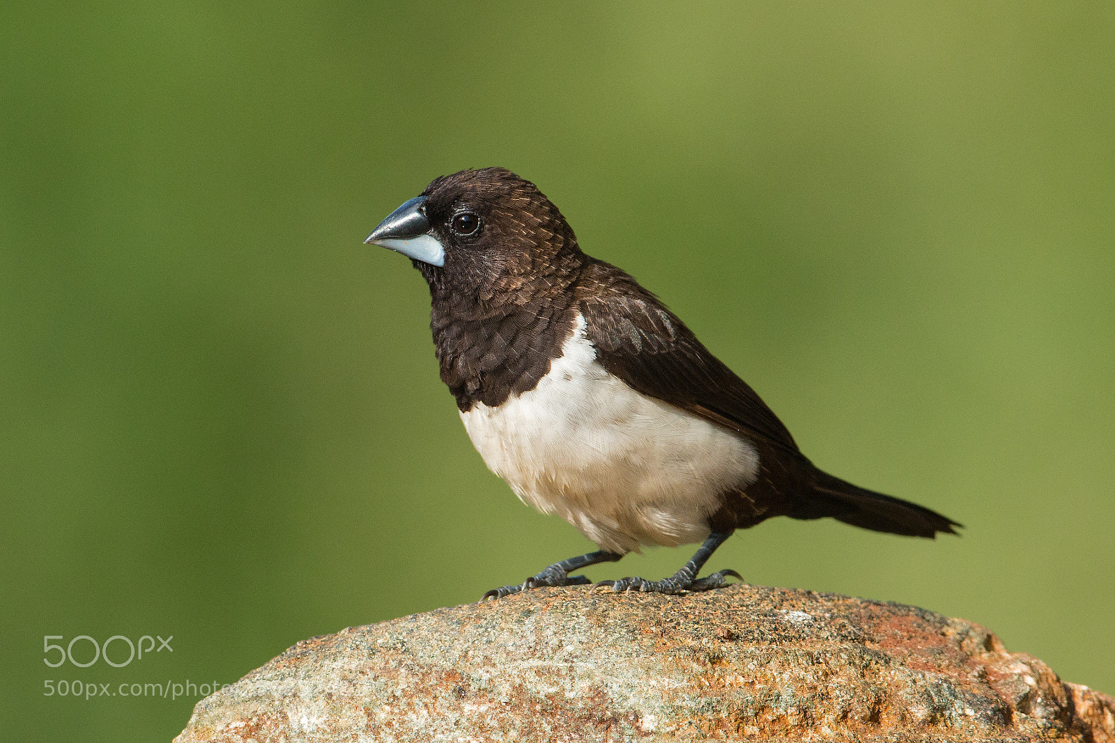 Canon EOS 70D sample photo. White rumped munia photography
