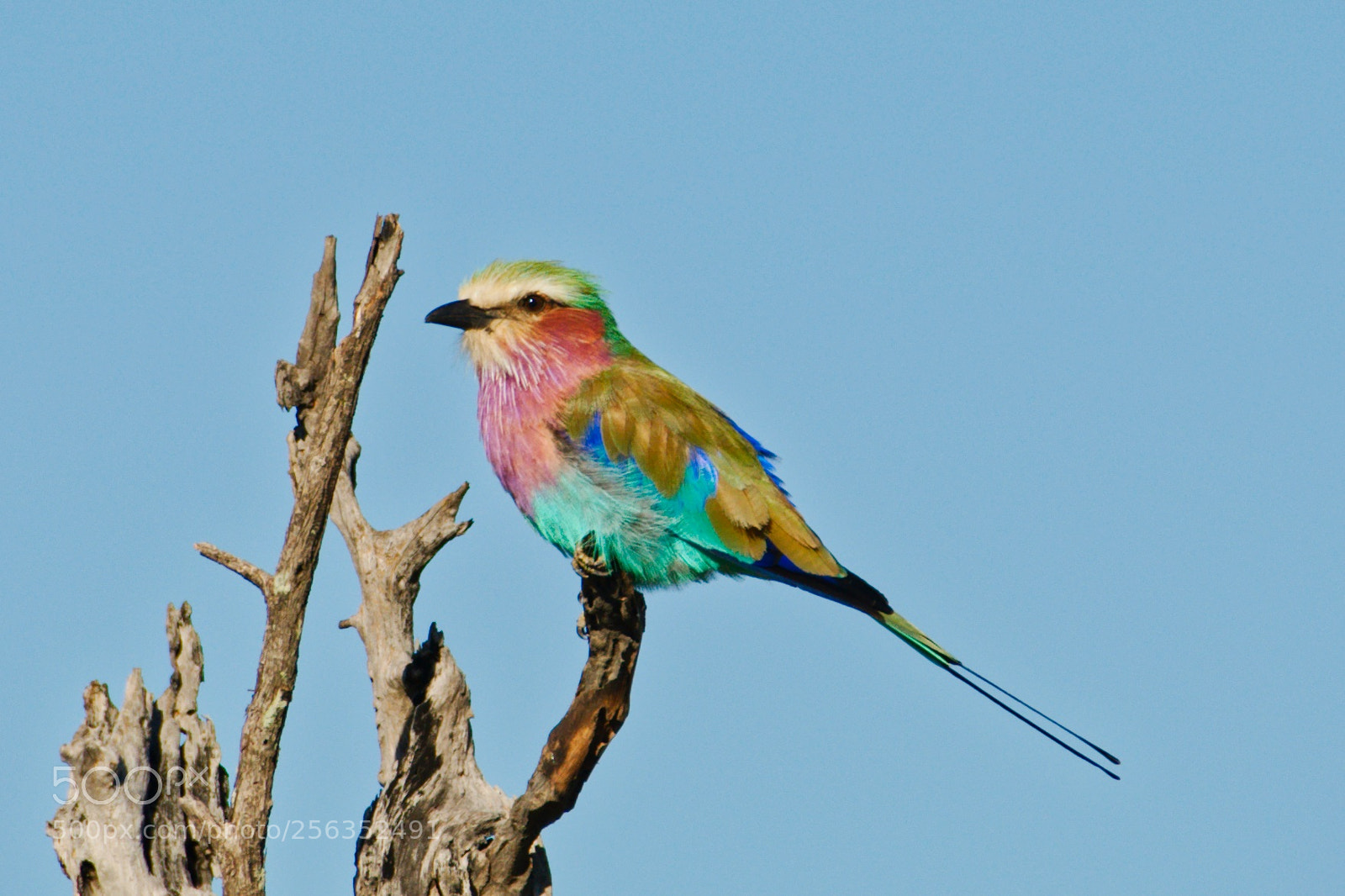 Nikon D90 sample photo. My colors are the photography