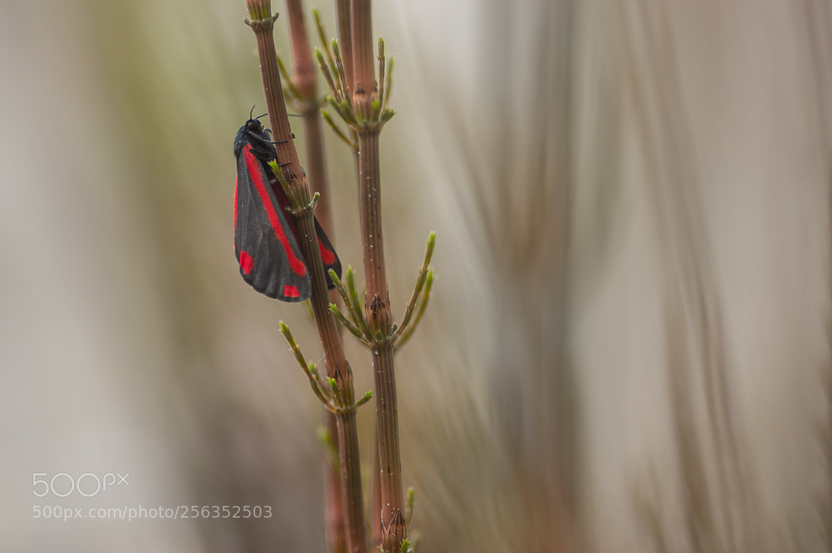 Pentax K-3 sample photo. St.cinnabar or st jacobsvlinder photography