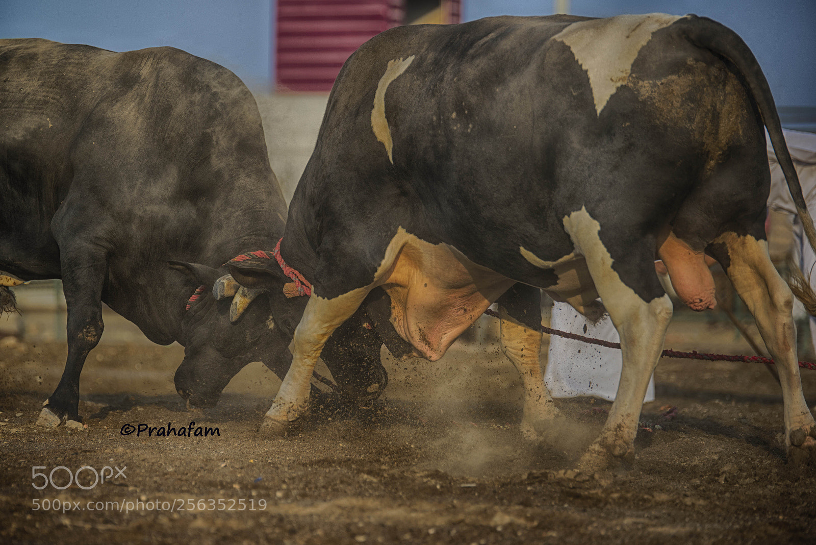 Nikon D600 sample photo. Bull fight photography