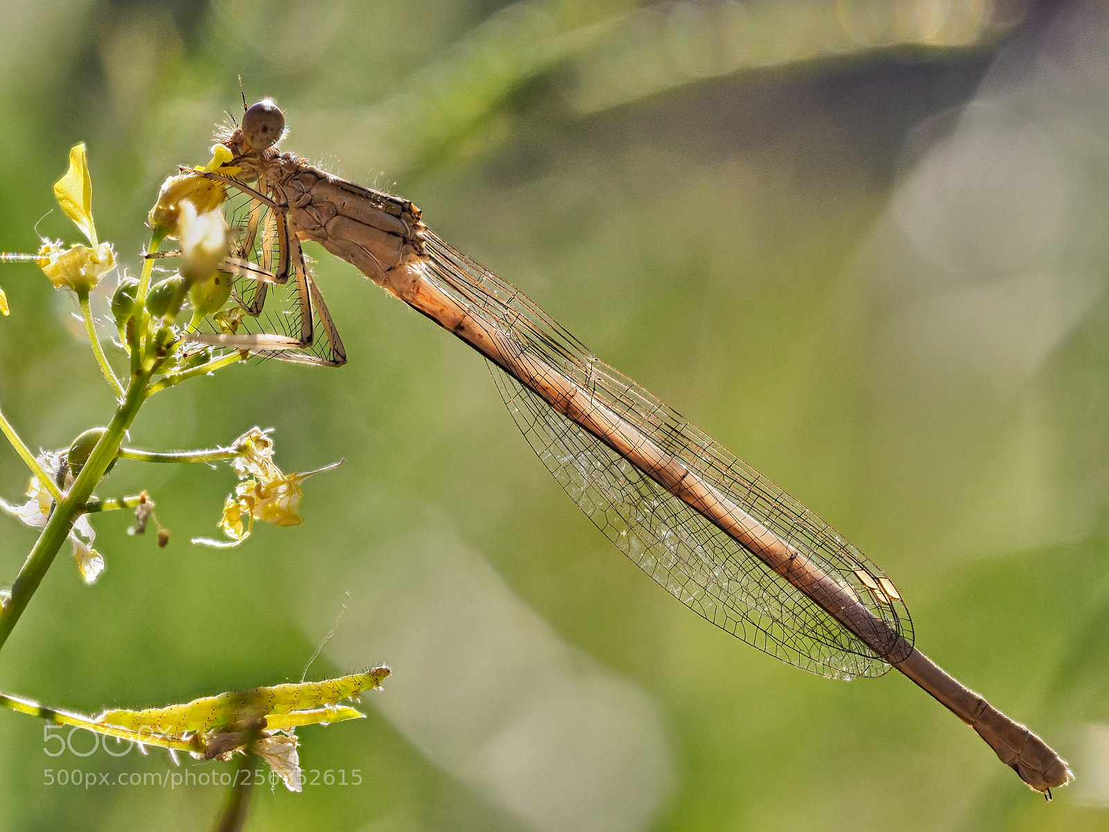 Olympus OM-D E-M1 Mark II sample photo. Damselfly photography