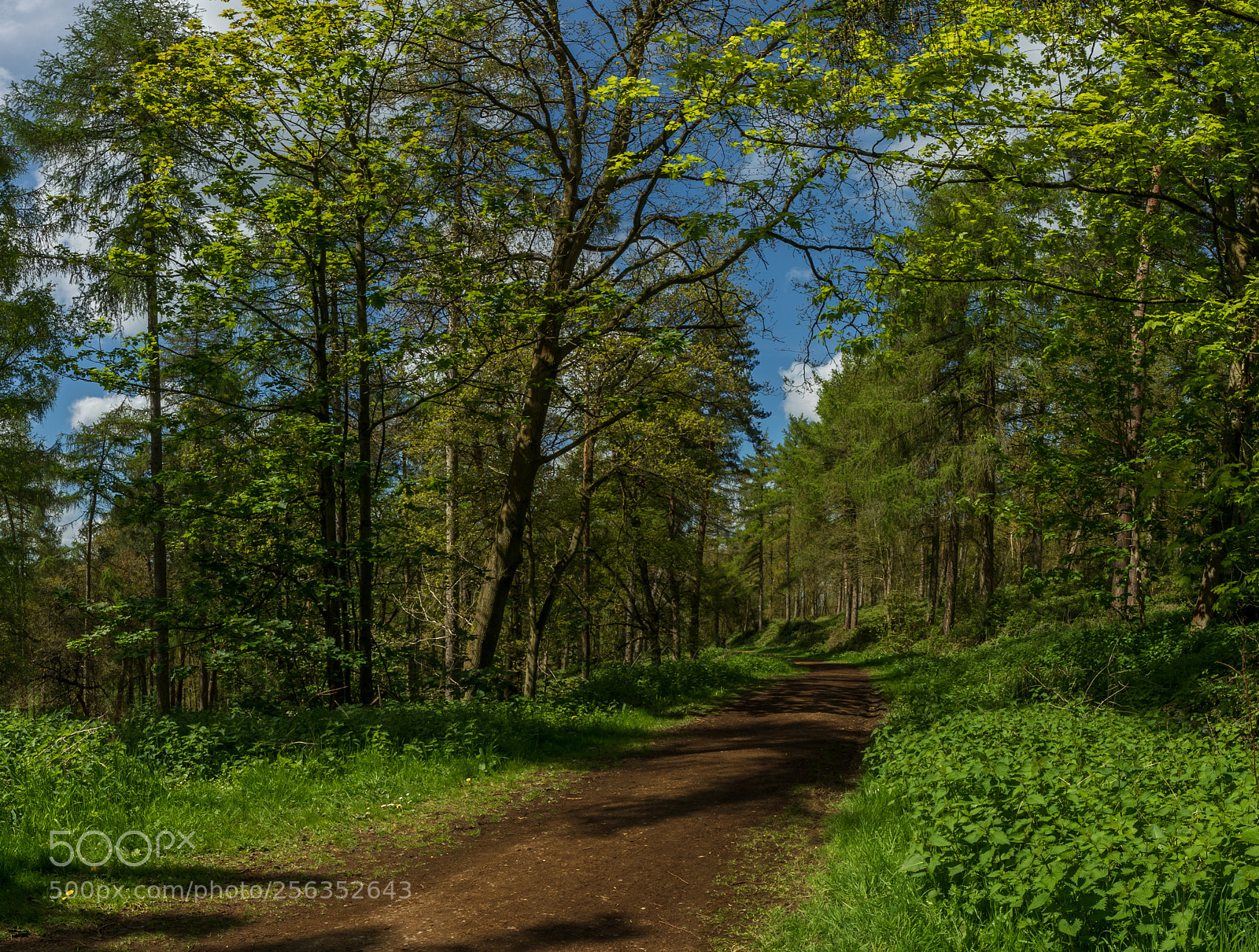 Canon EOS-1D X Mark II sample photo. Bradbury hill photography