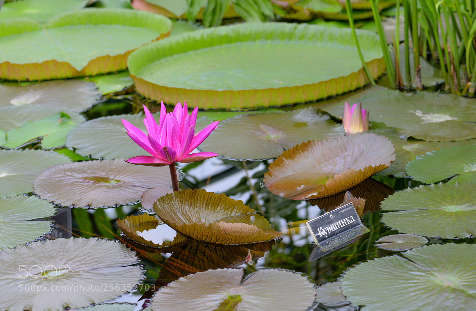 Nikon D800 sample photo. Flo photography
