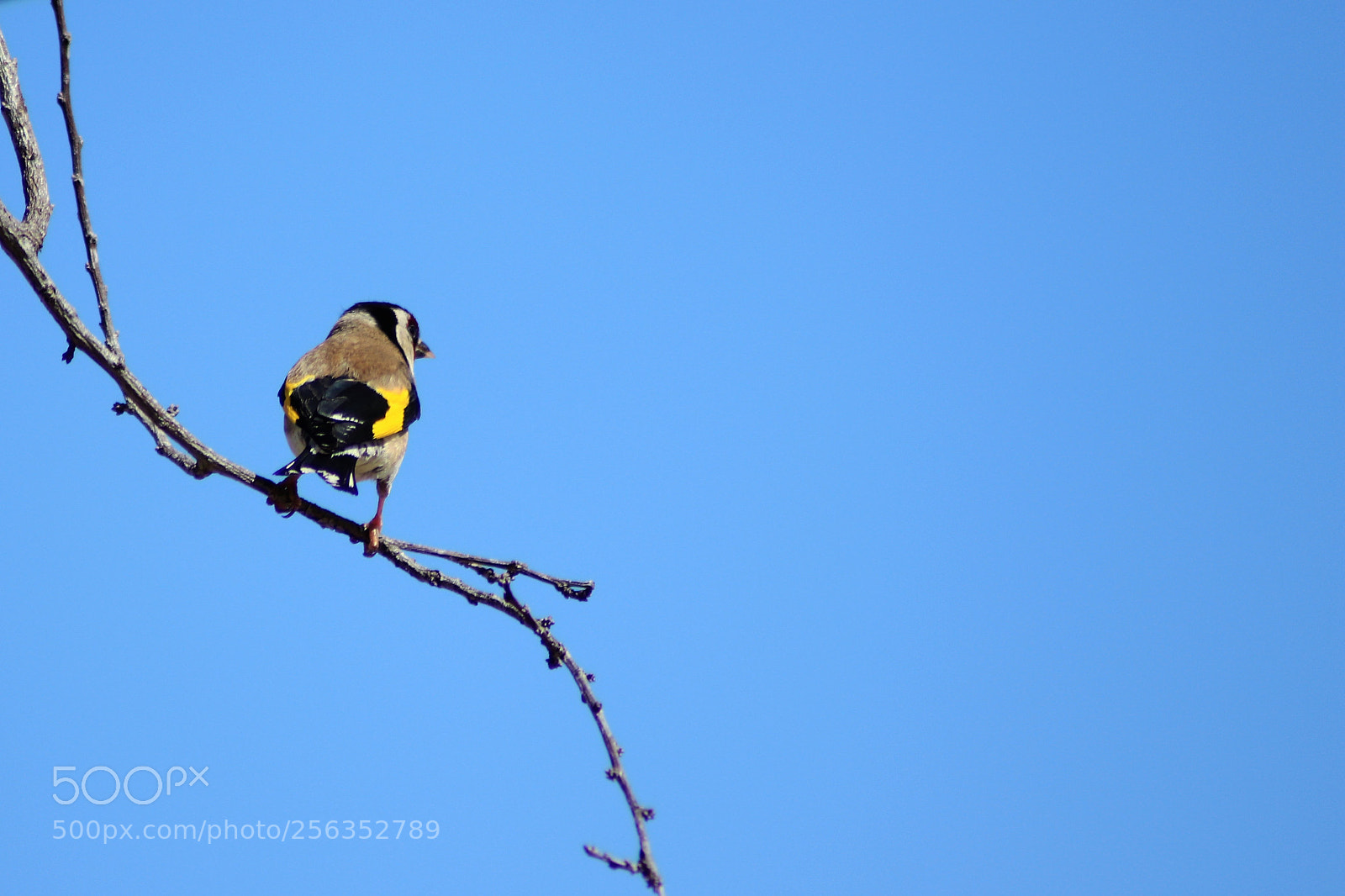 Canon EOS 200D (EOS Rebel SL2 / EOS Kiss X9) sample photo. Alert goldfinch photography