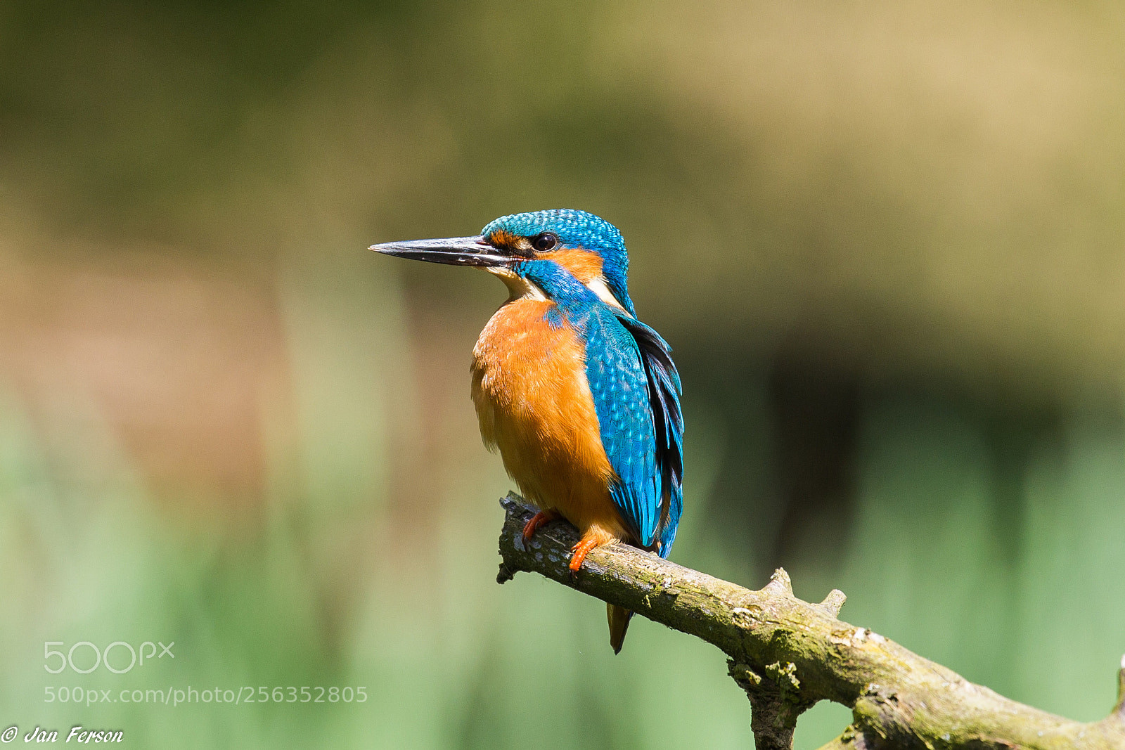 Canon EOS 6D sample photo. Kingfisher ♂ photography