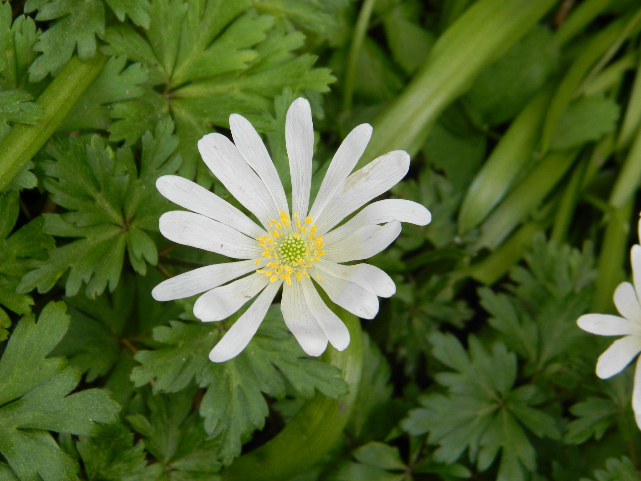 Nikon COOLPIX L310 sample photo. Anemone photography