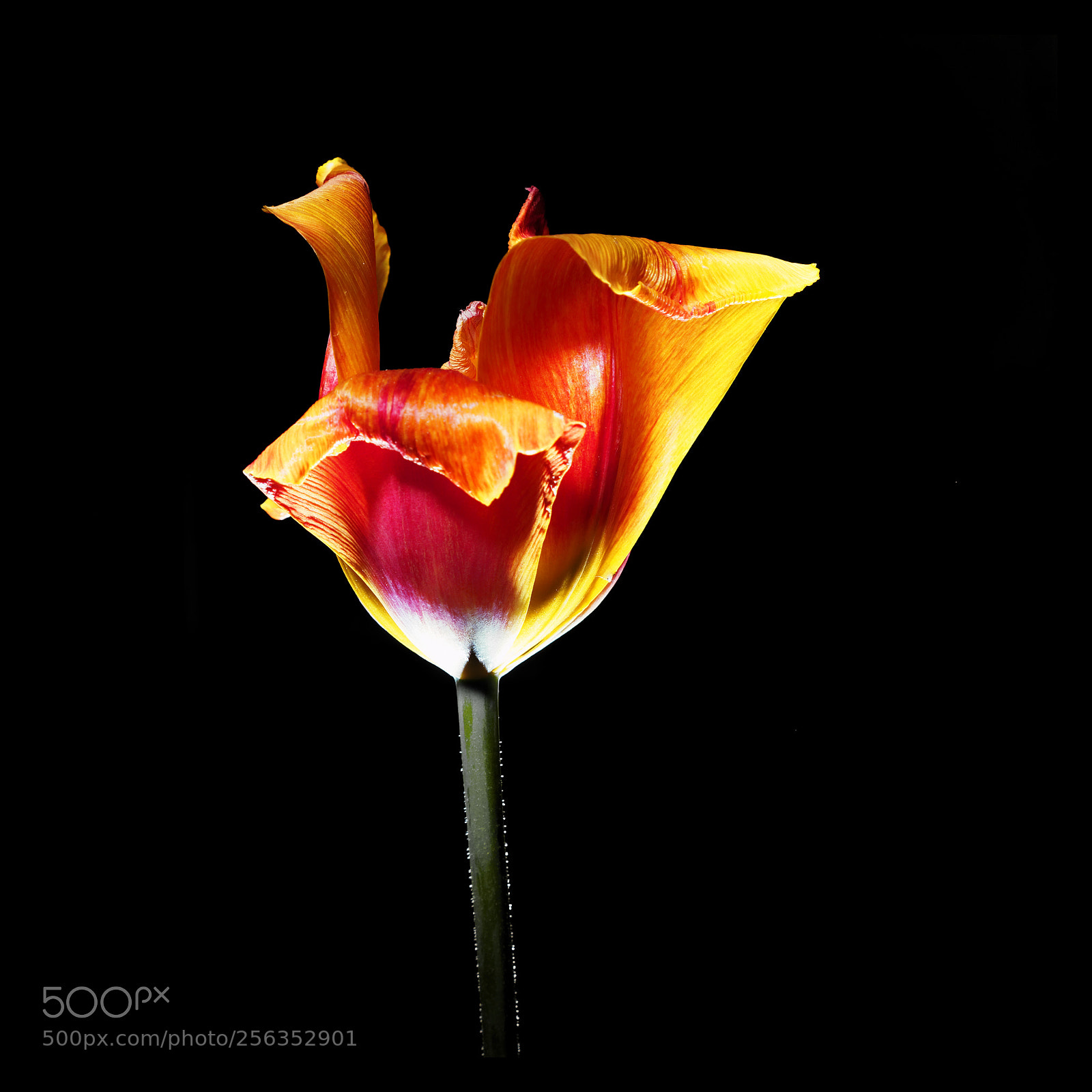 Panasonic Lumix DMC-GX8 sample photo. Flame tulip photography