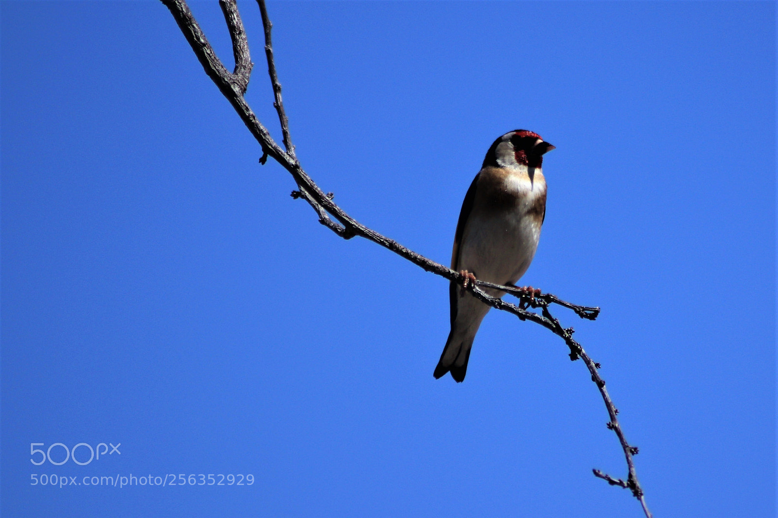 Canon EOS 200D (EOS Rebel SL2 / EOS Kiss X9) sample photo. Goldfinch observing photography