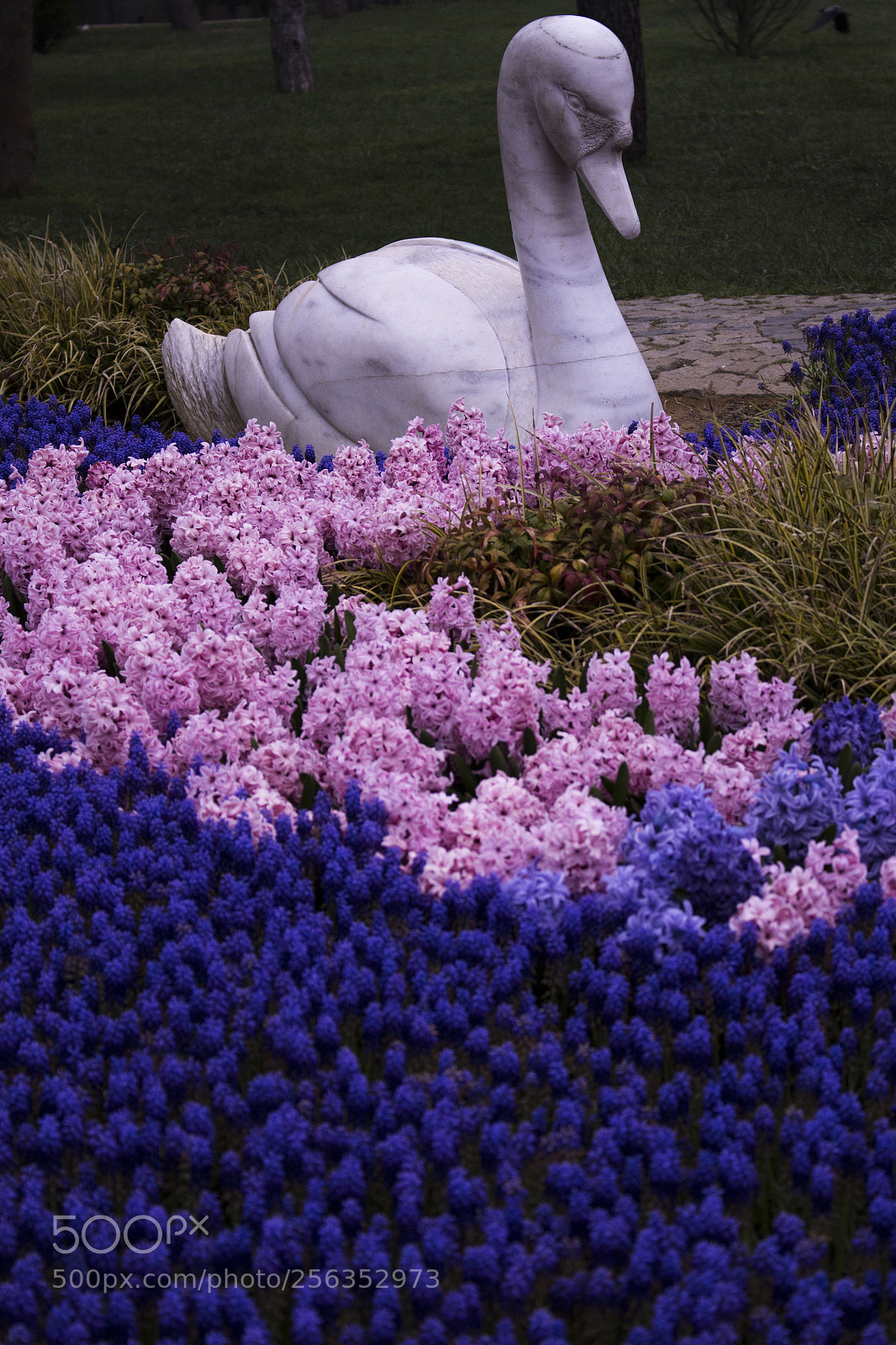 Canon EOS 700D (EOS Rebel T5i / EOS Kiss X7i) sample photo. Stone swan photography