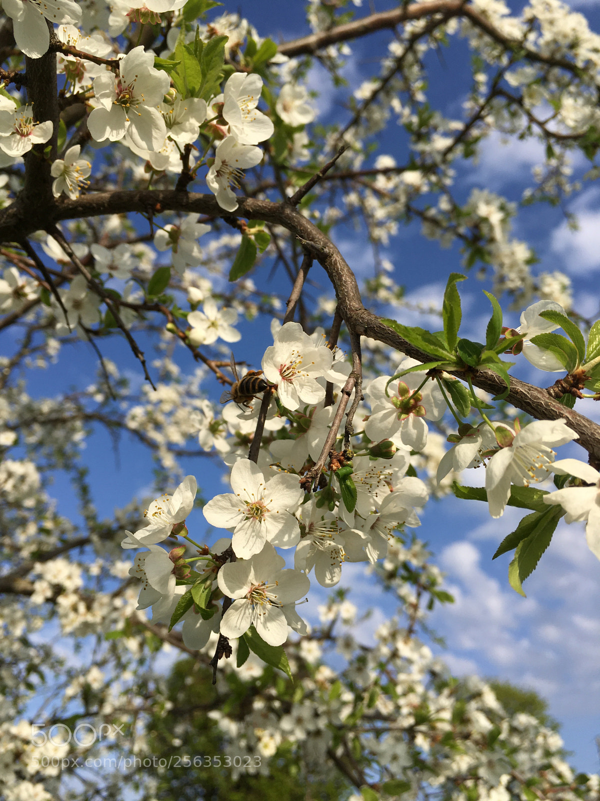 Apple iPhone SE sample photo. Beautyfull flowers photography
