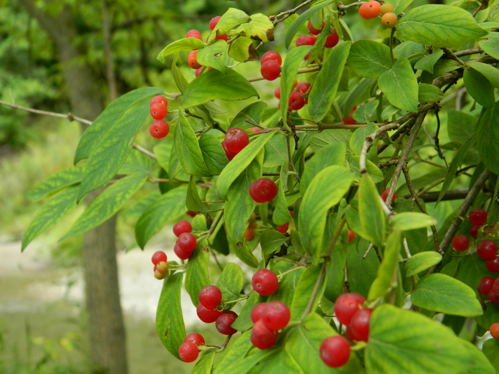 Nikon COOLPIX L310 sample photo. Winter berries photography