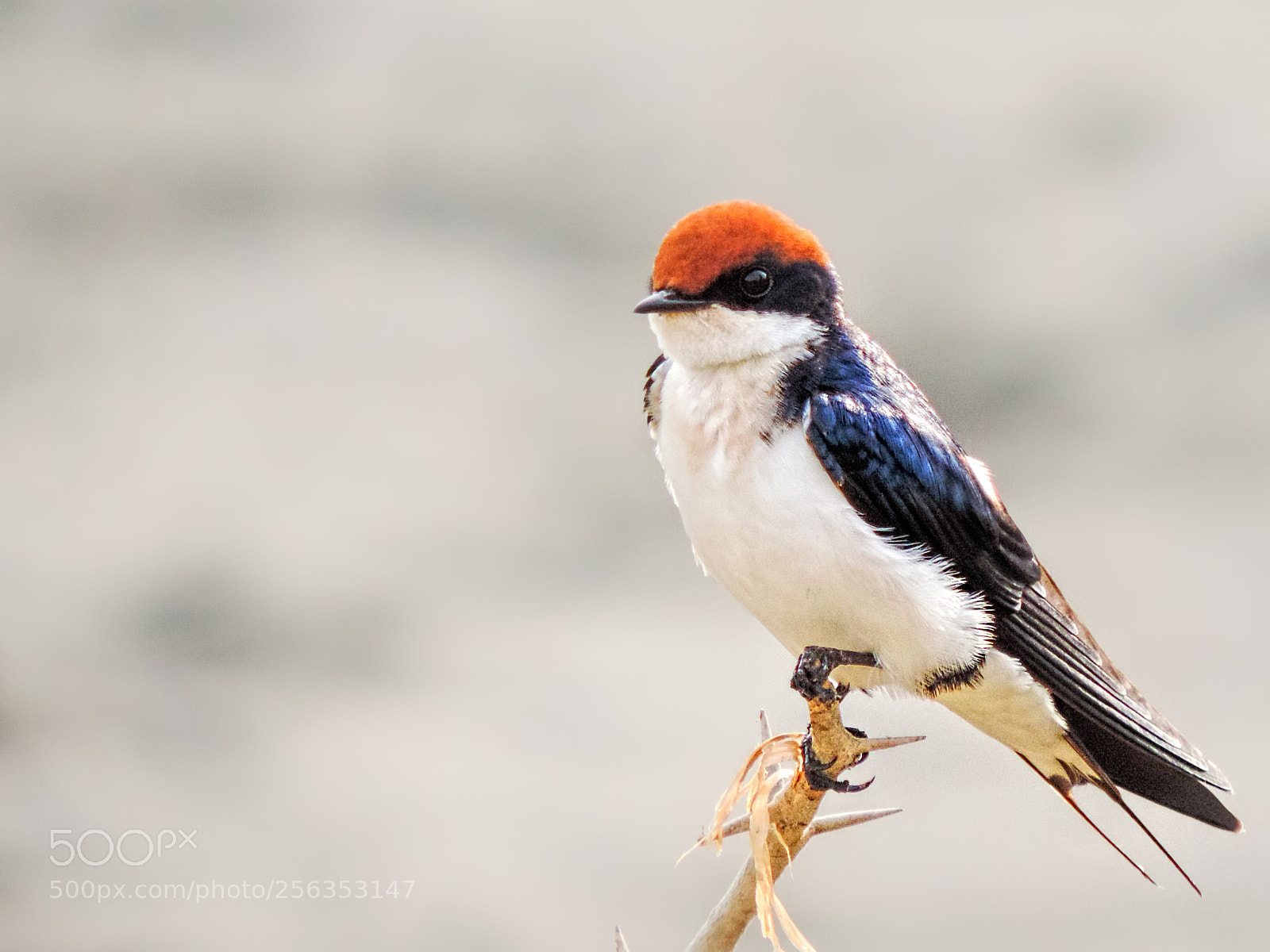 Nikon Coolpix P520 sample photo. Wire tailed swallow photography