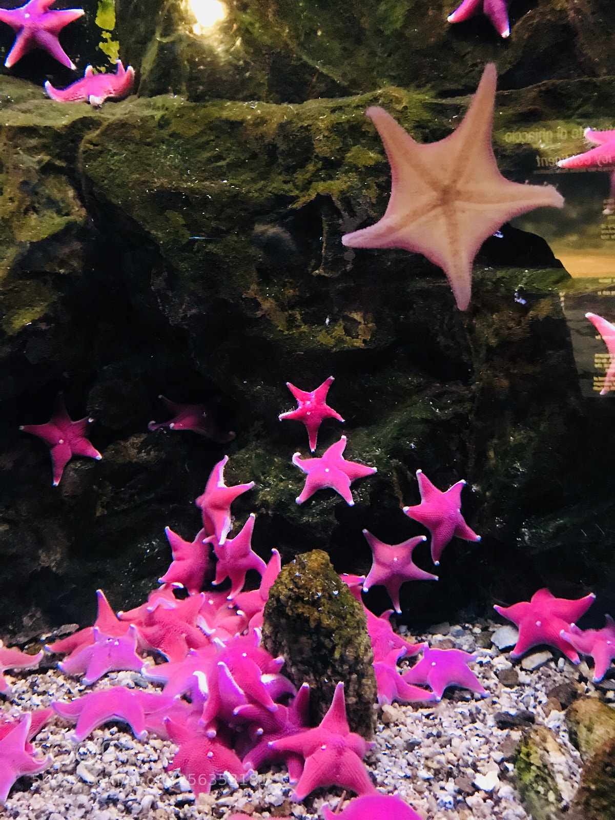 Apple iPhone 7 sample photo. Stelle marine photography