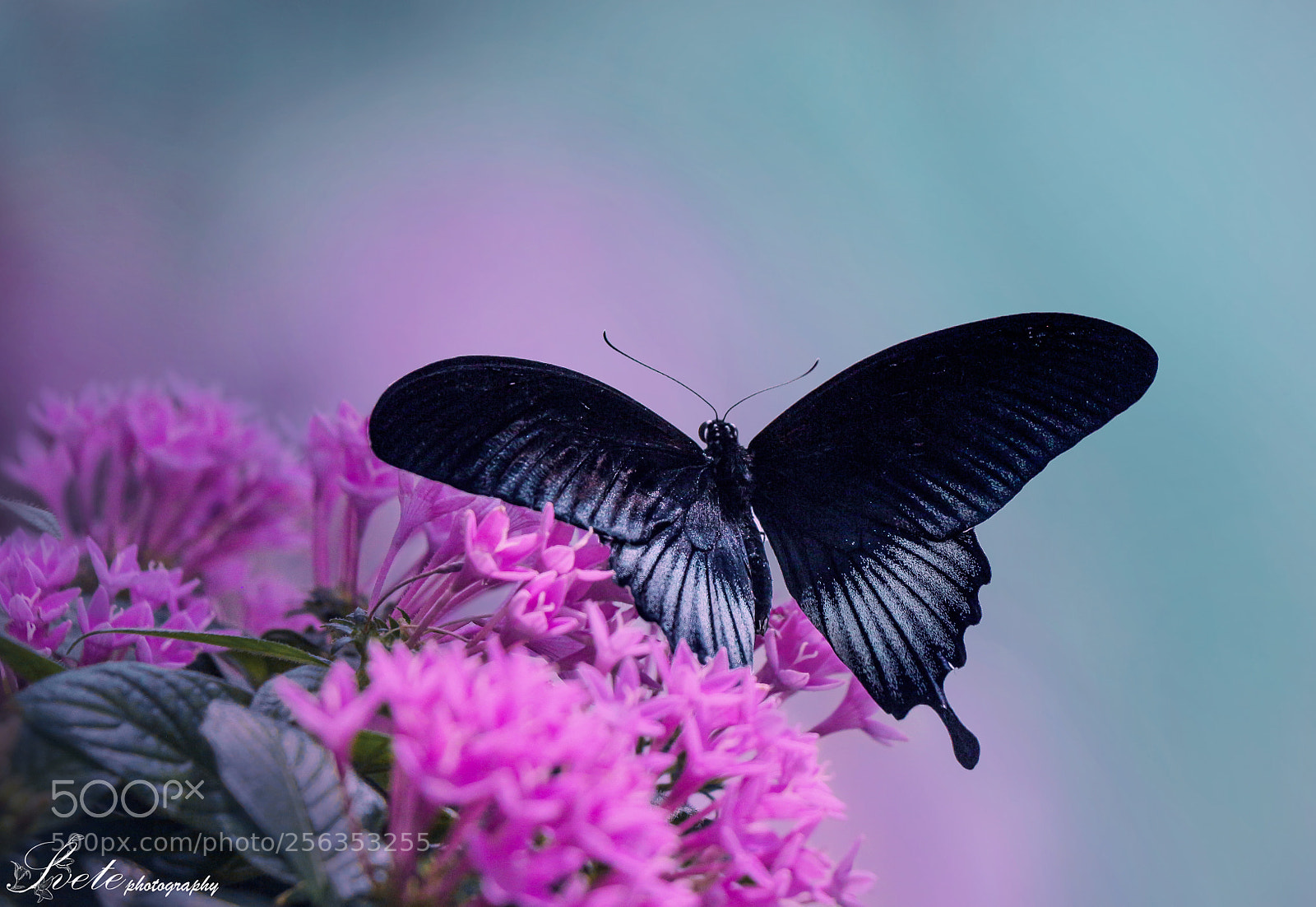 Canon EOS 700D (EOS Rebel T5i / EOS Kiss X7i) sample photo. Great mormon (papilio memnon) photography