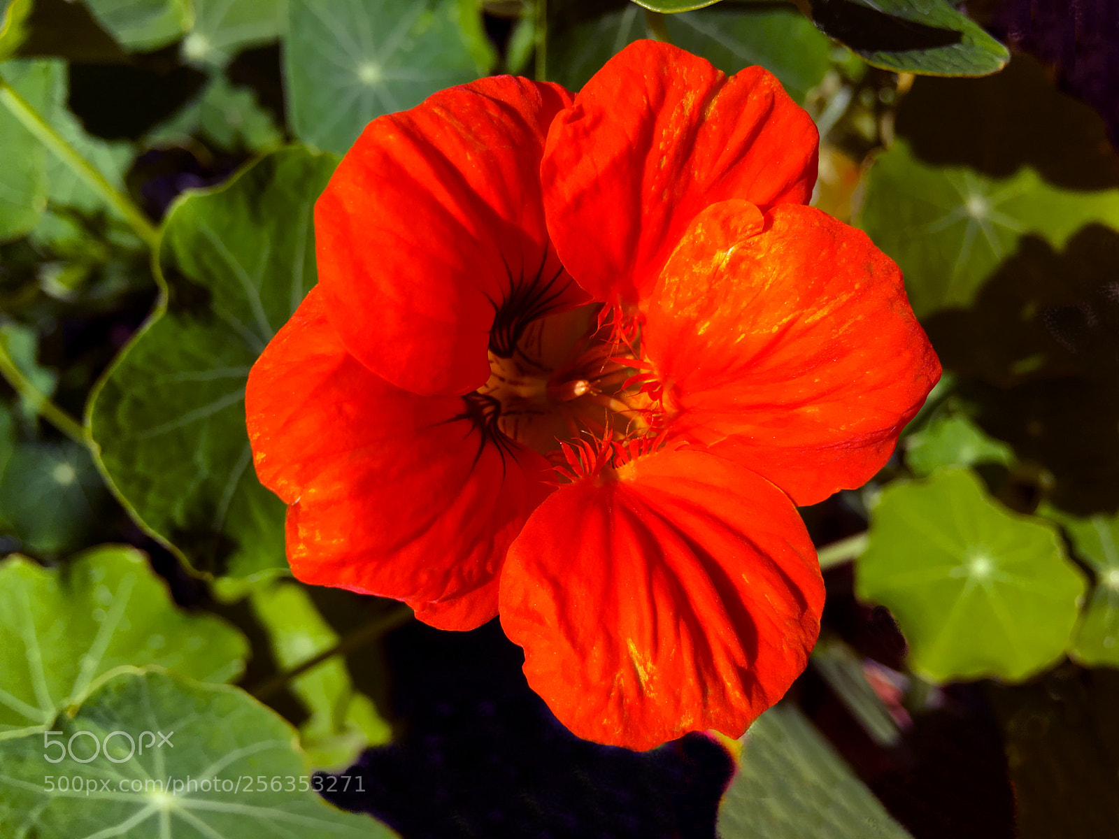 Apple iPhone 6s Plus sample photo. Flor photography