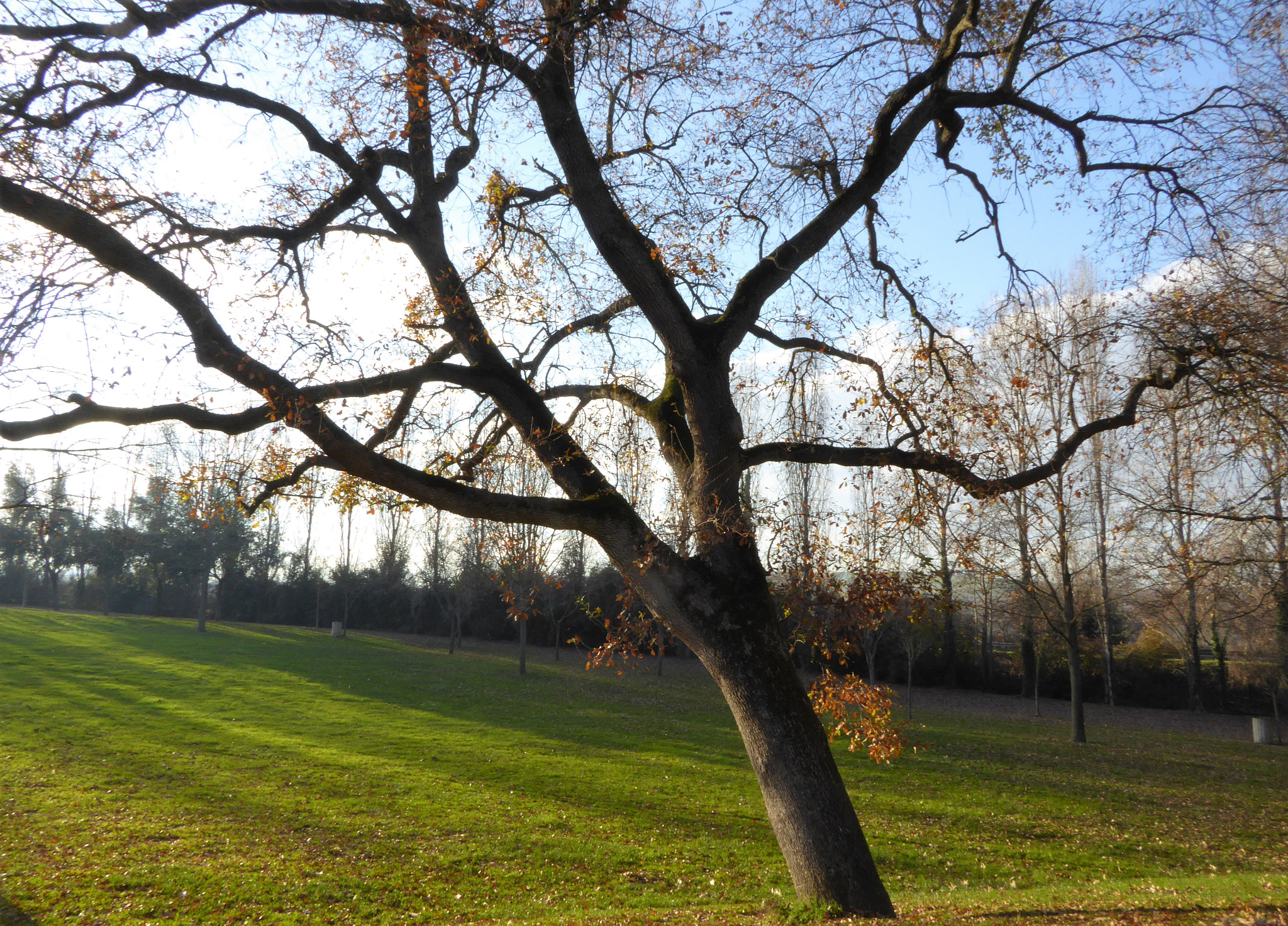Panasonic Lumix DMC-ZS40 (Lumix DMC-TZ60) sample photo. Nature eye photography