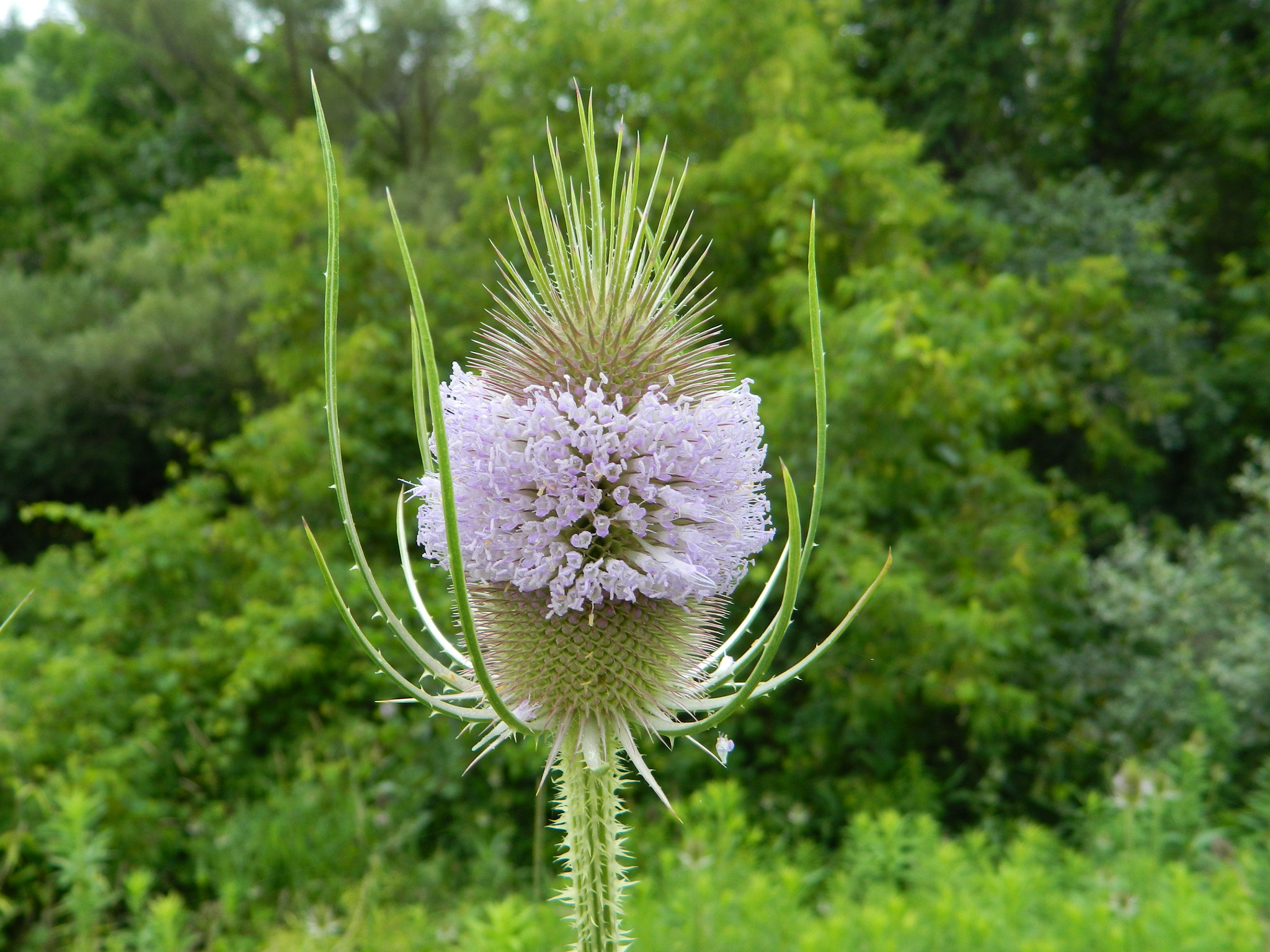 Nikon COOLPIX L310 sample photo. Teasel photography