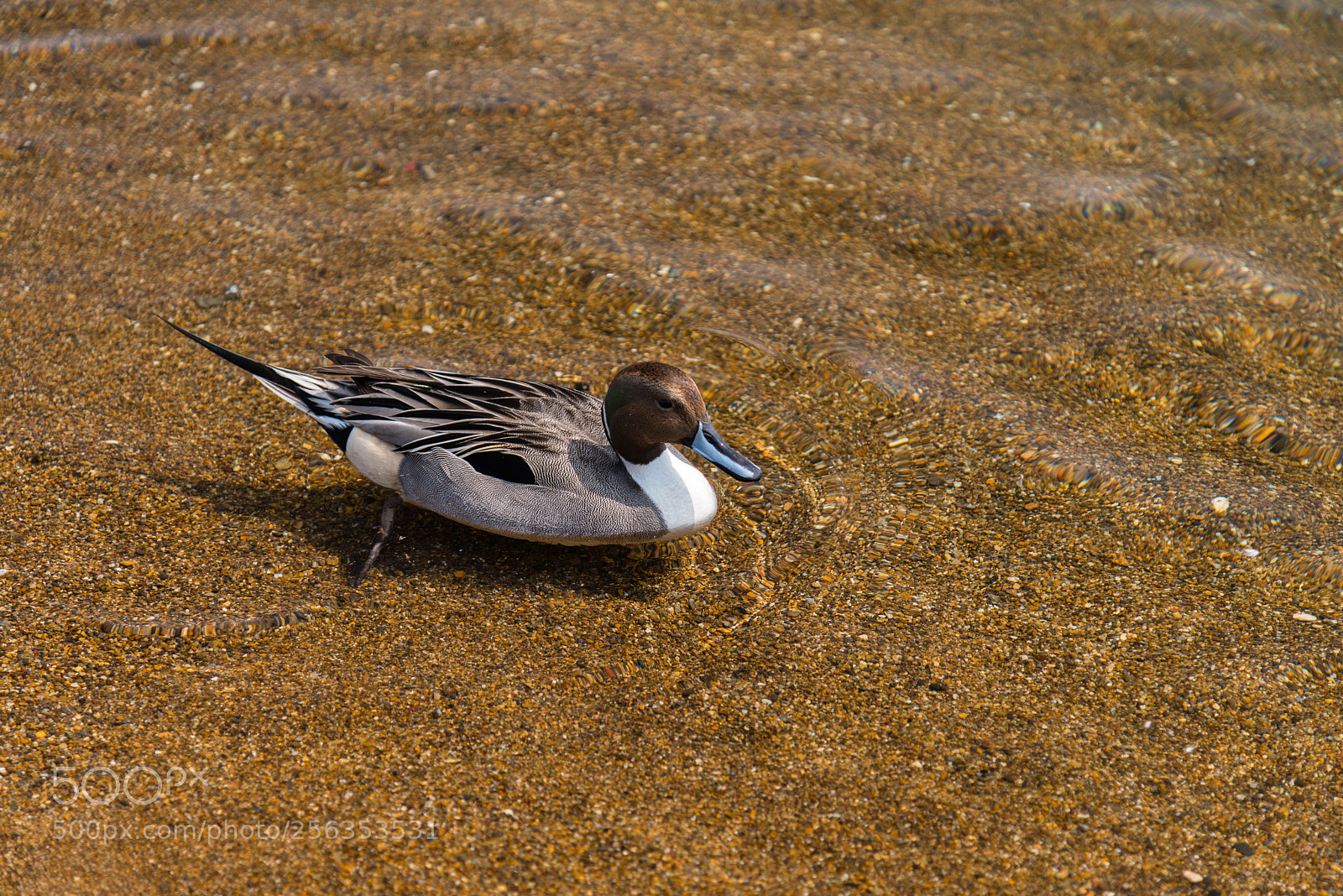 Nikon D800 sample photo. Teal duck swimming on photography