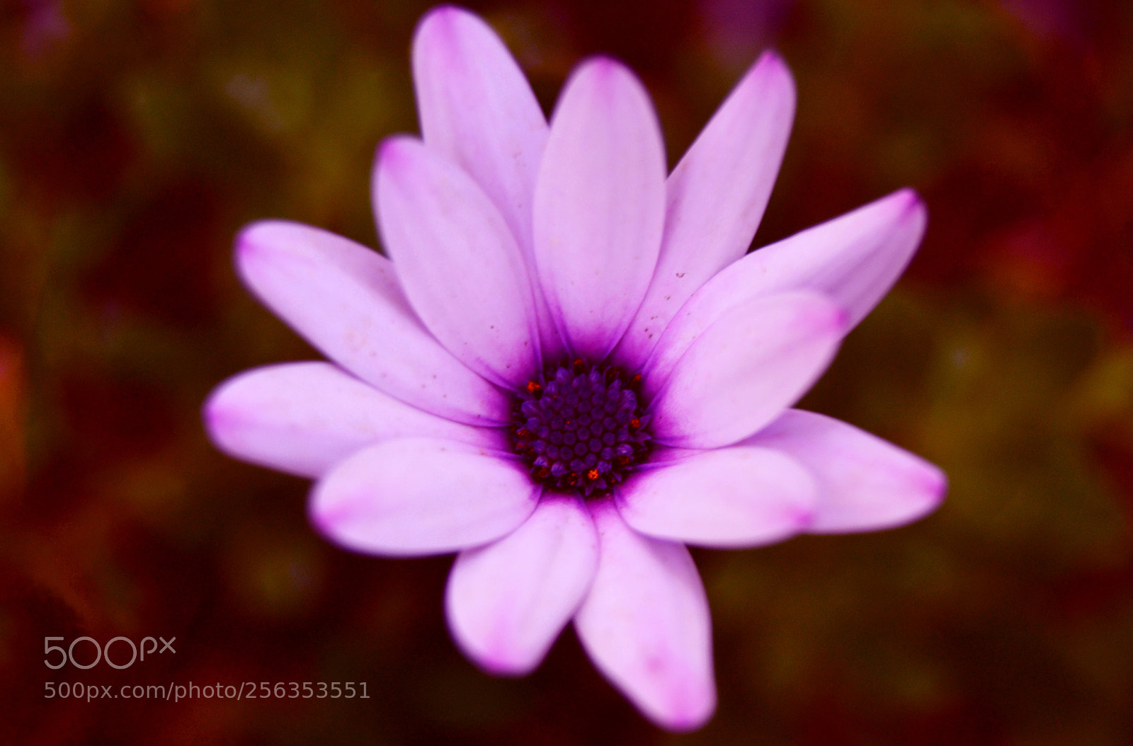 Nikon D3100 sample photo. Flor photography