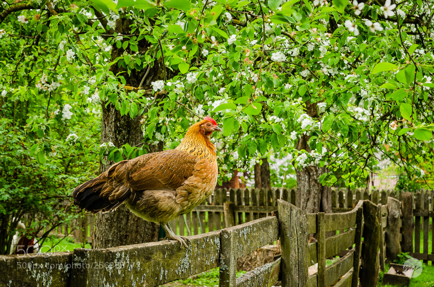 Nikon D7000 sample photo. On the fence photography