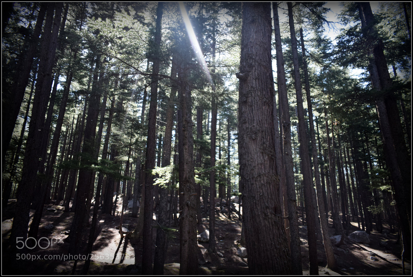 Nikon D3300 sample photo. Trees photography