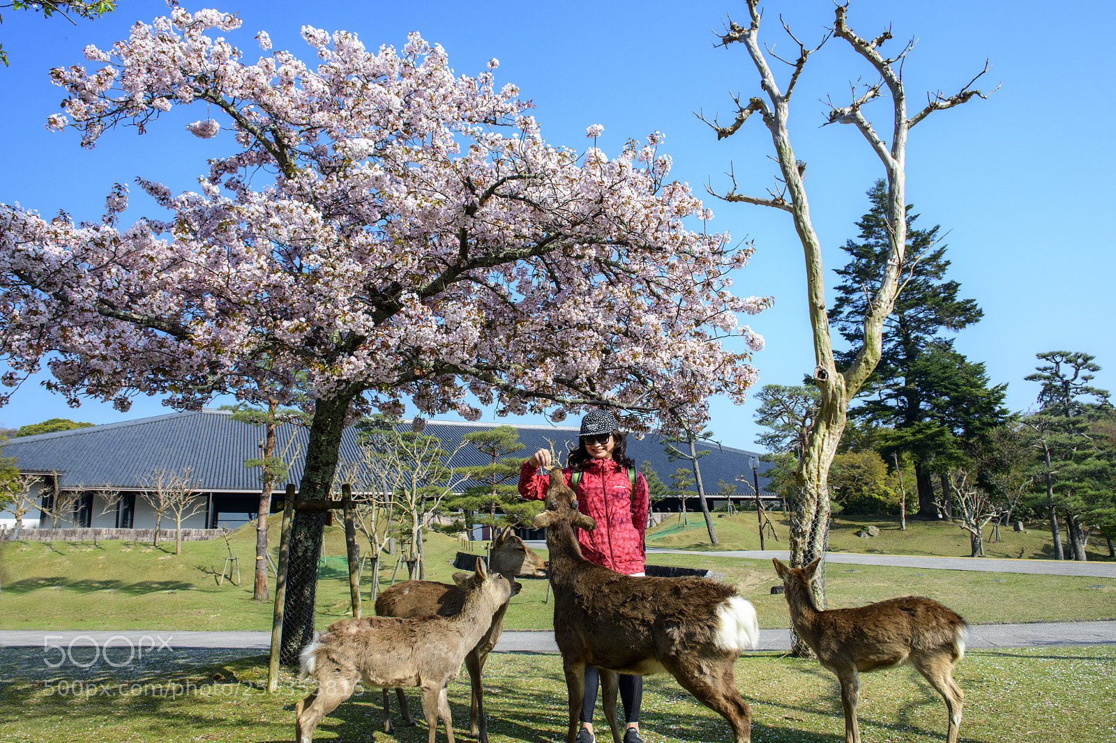 Nikon D850 sample photo. Nara park photography