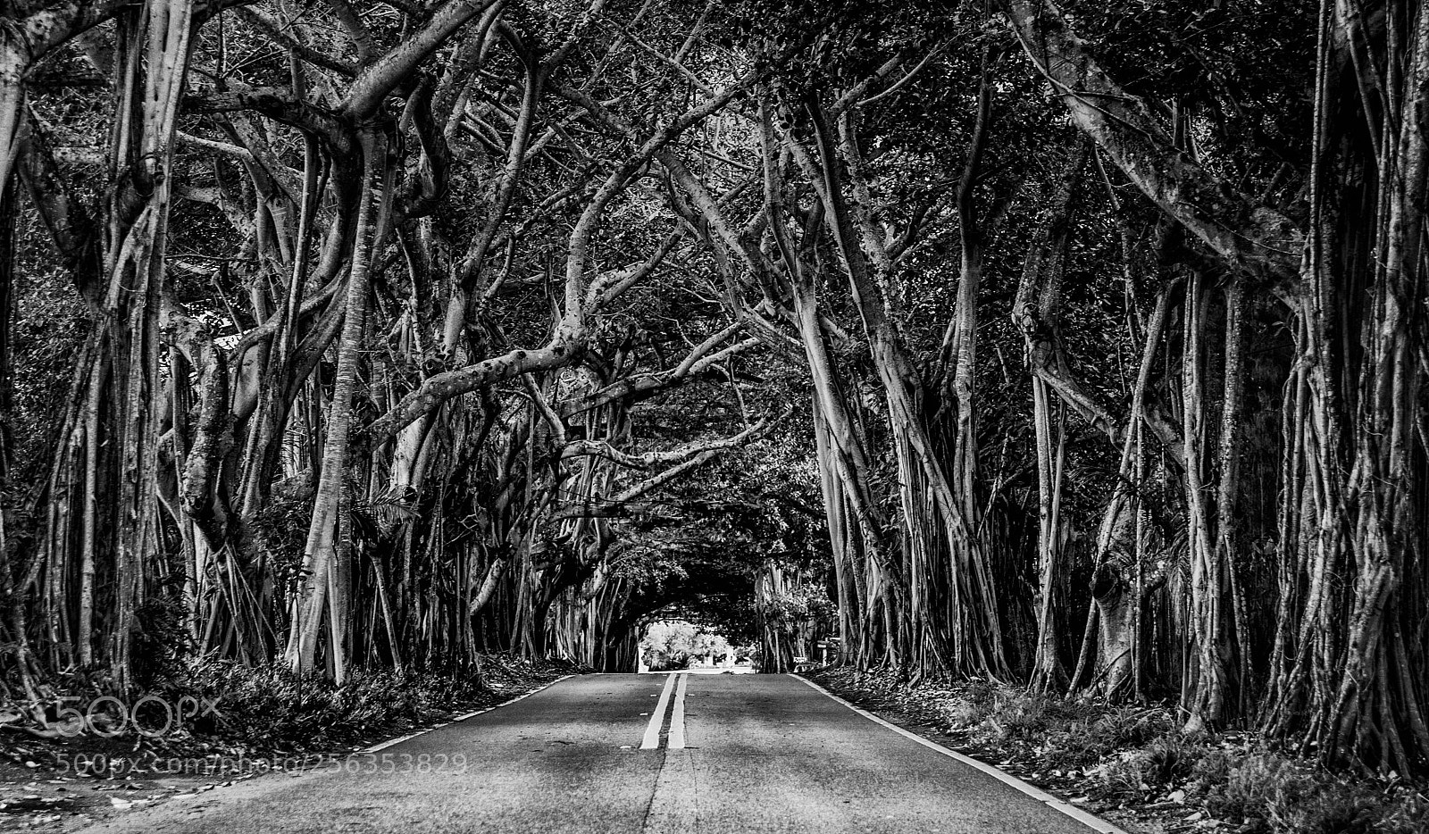 Nikon D500 sample photo. Down the road photography
