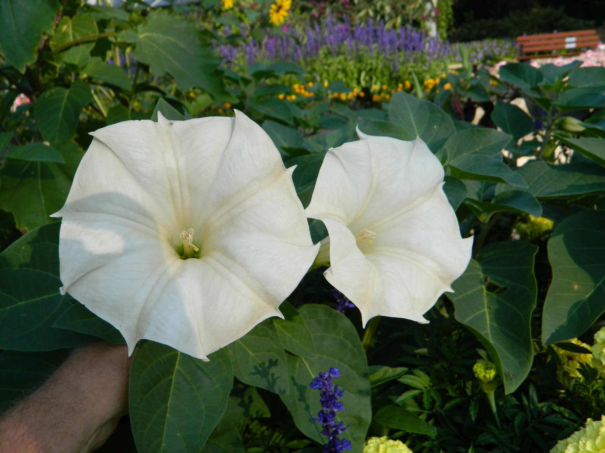 Nikon COOLPIX L310 sample photo. Angels trumpet photography