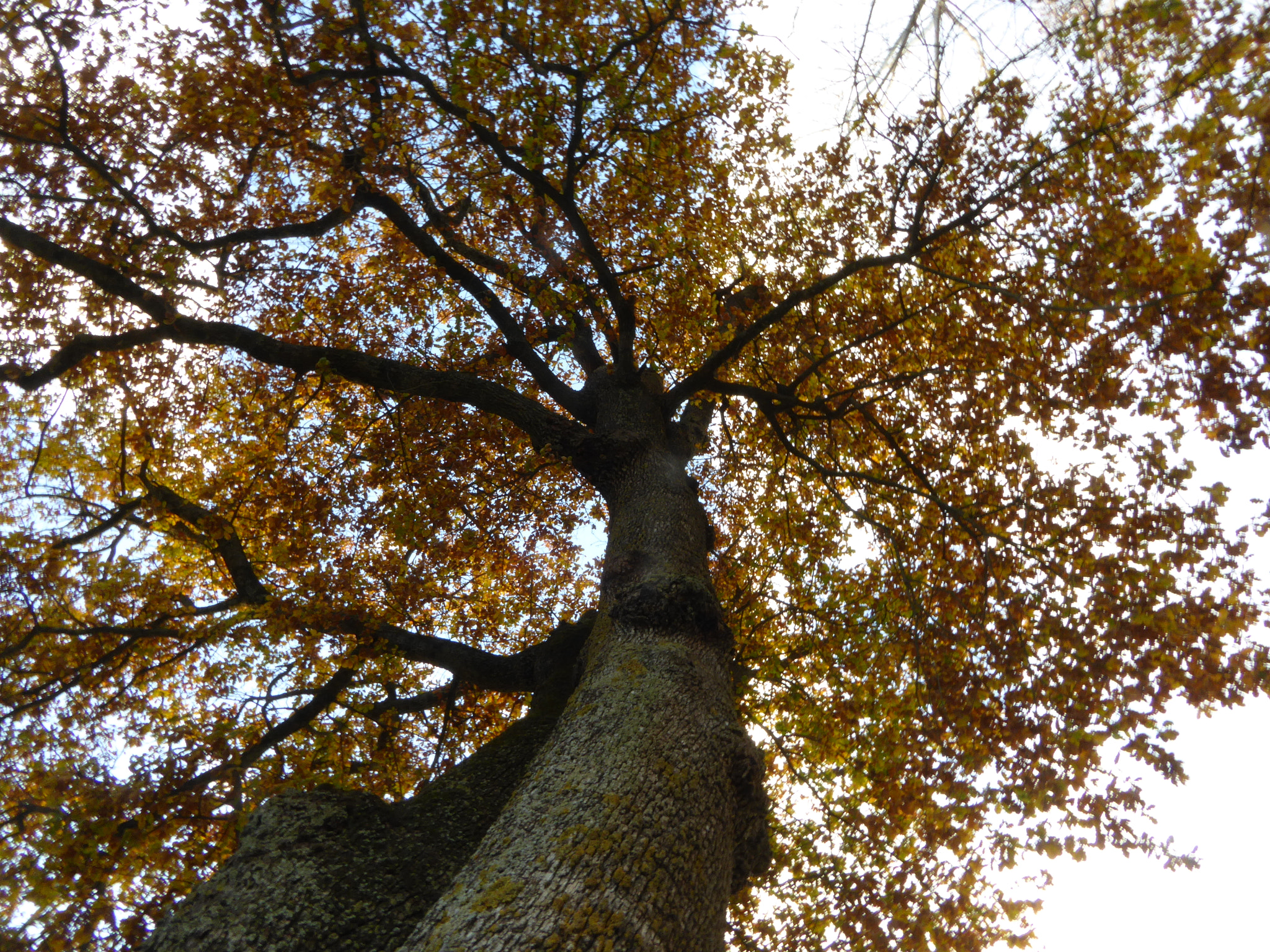 Panasonic Lumix DMC-ZS40 (Lumix DMC-TZ60) sample photo. Nature eye photography