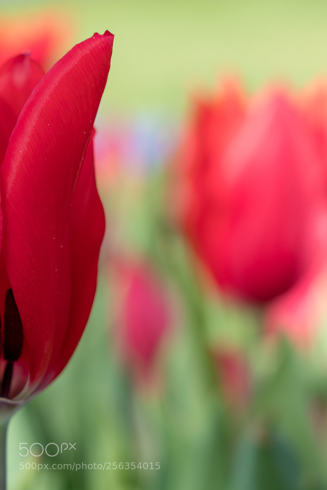 Sony a7R II sample photo. Tulip photography