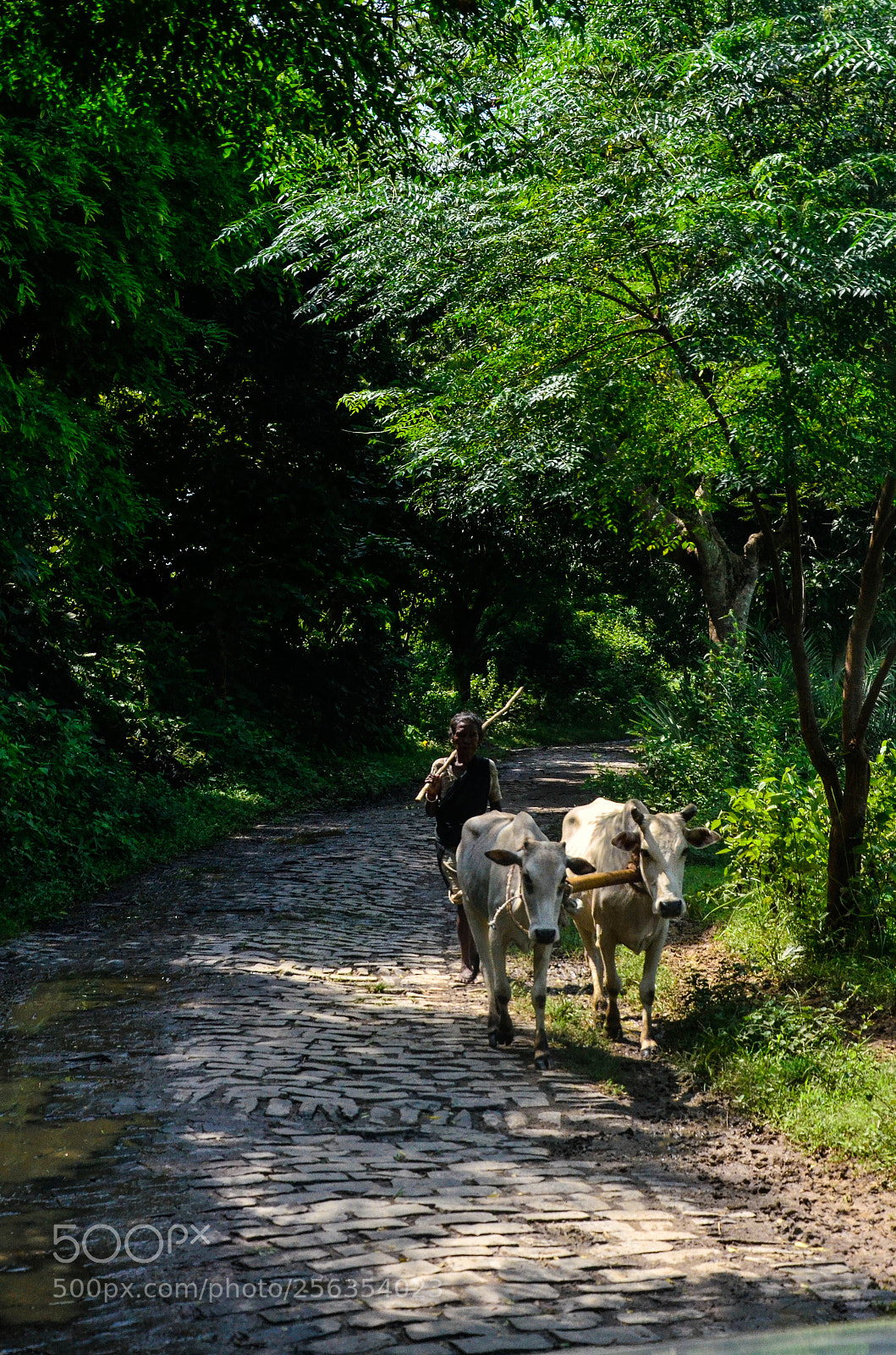 Nikon D7000 sample photo. Village life photography