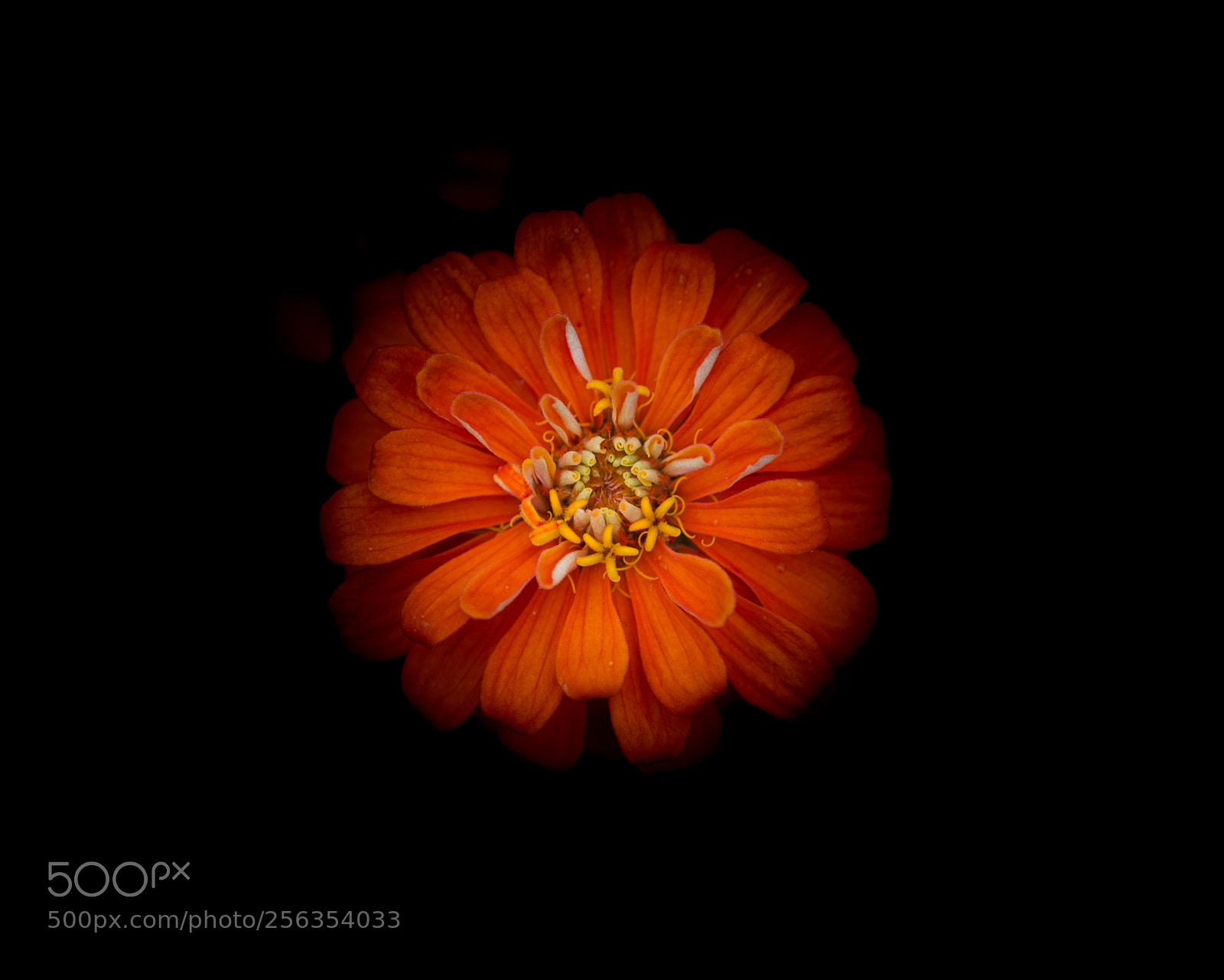 Canon EOS 6D sample photo. Alone in orange photography