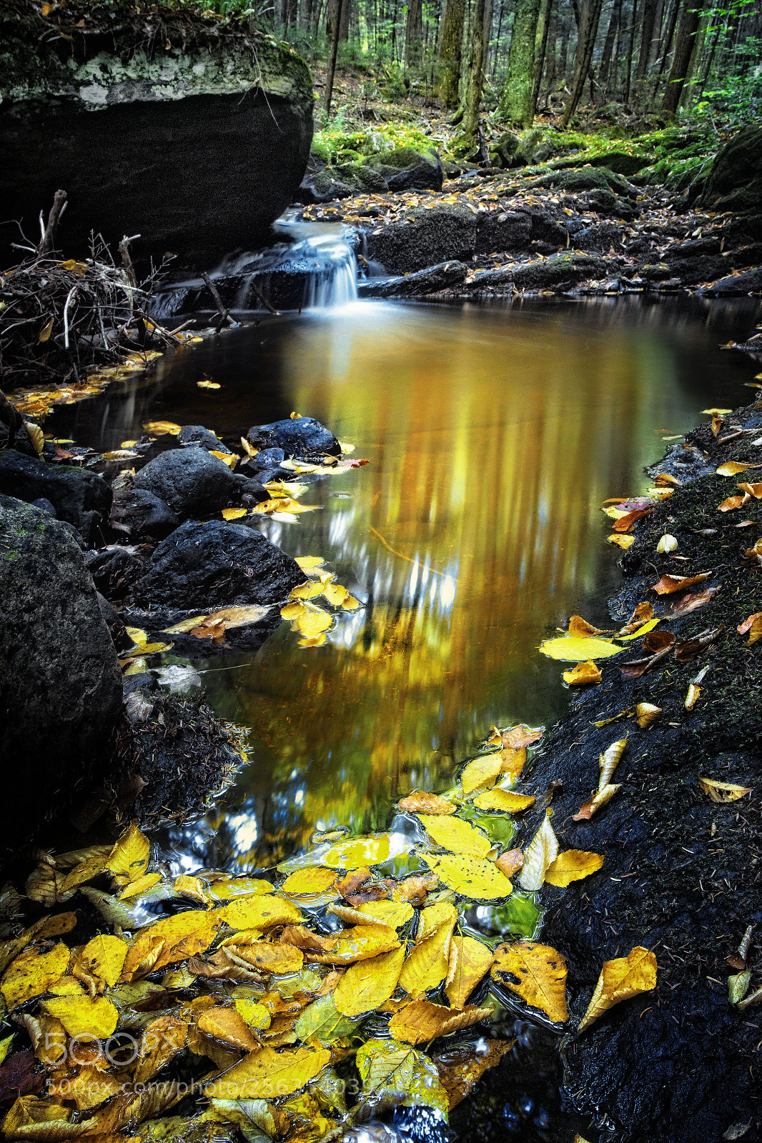 Canon EOS-1D X sample photo. Woodland pool two photography